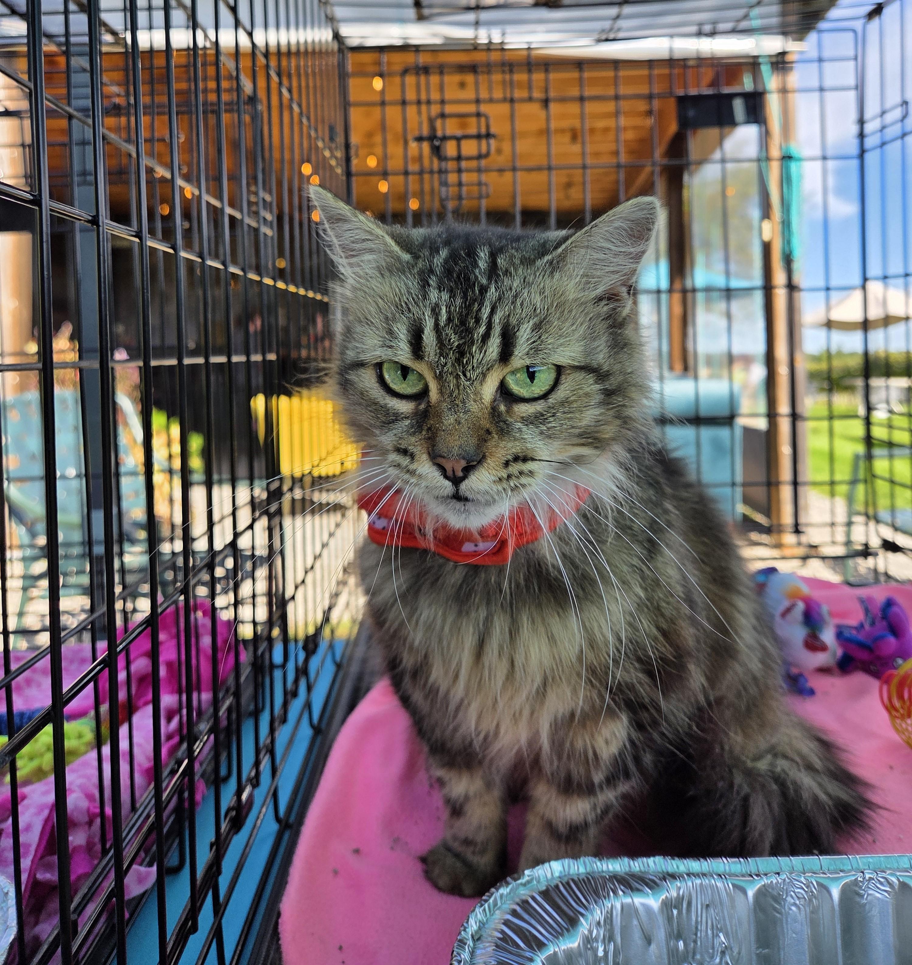 Enlarge Fluffy, a Adoptable mixed breed in Lexington, MI image 4/4