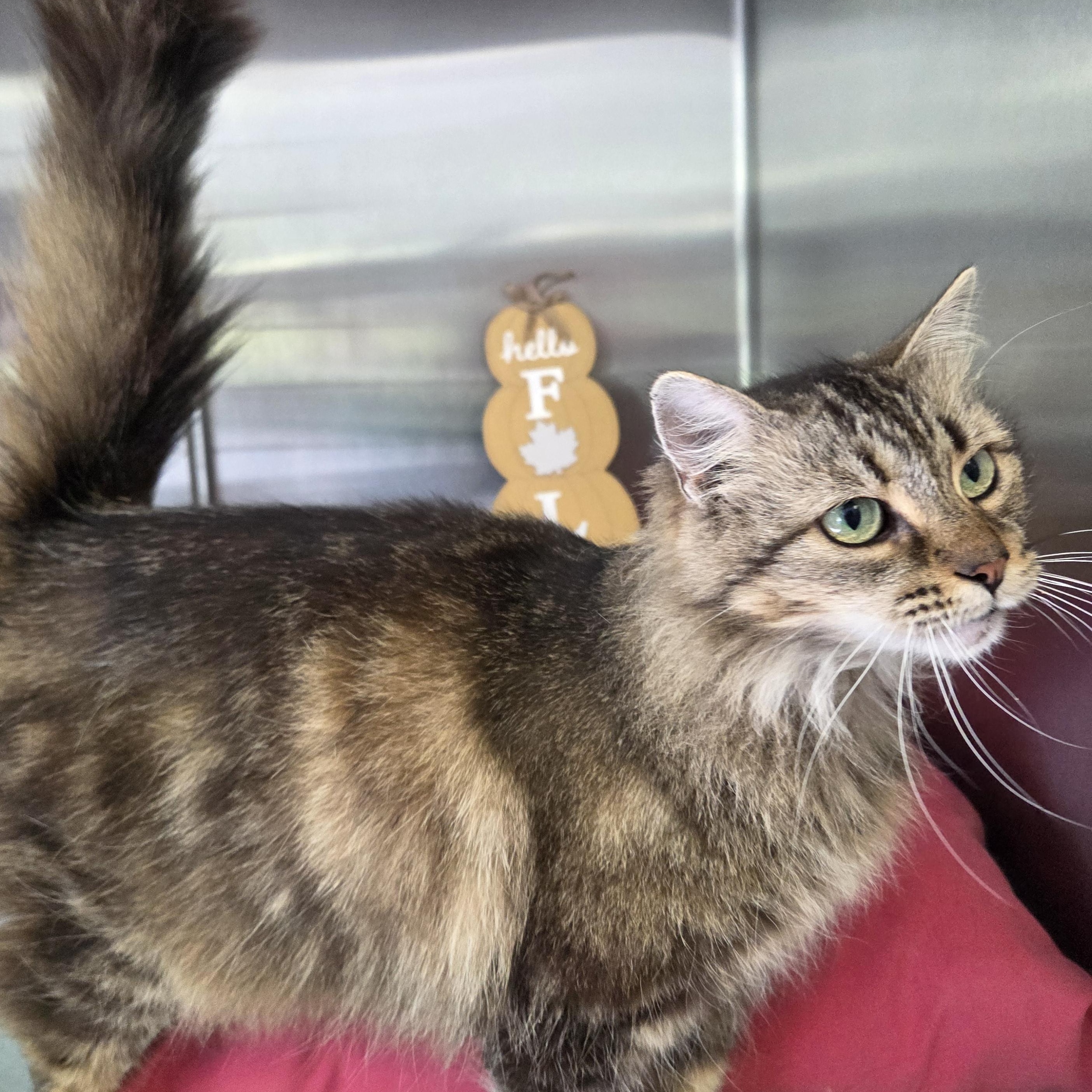 Enlarge Fluffy, a Adoptable mixed breed in Lexington, MI image 3/4