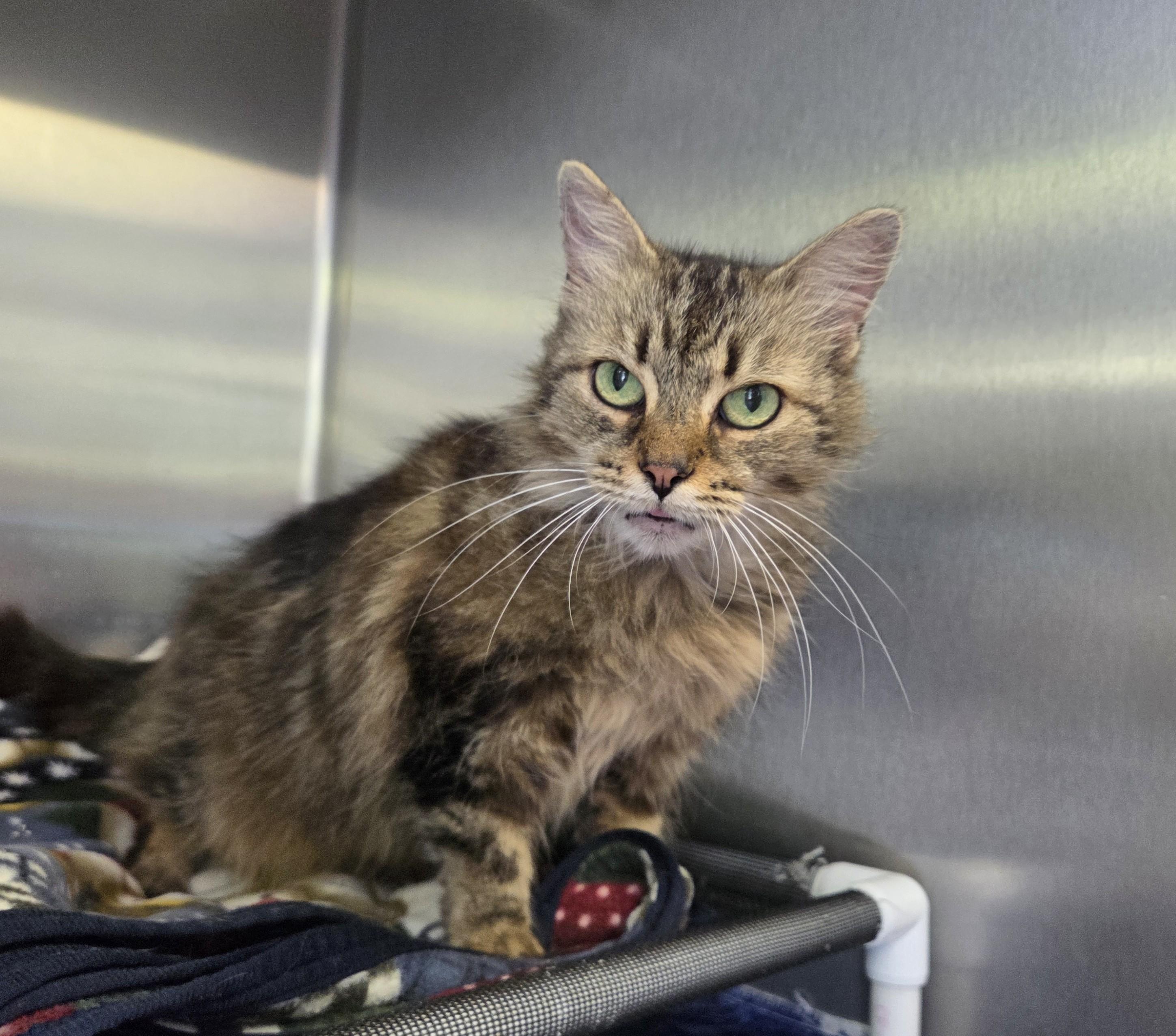 Fluffy, Adoptable, Senior Female Domestic Long Hair.