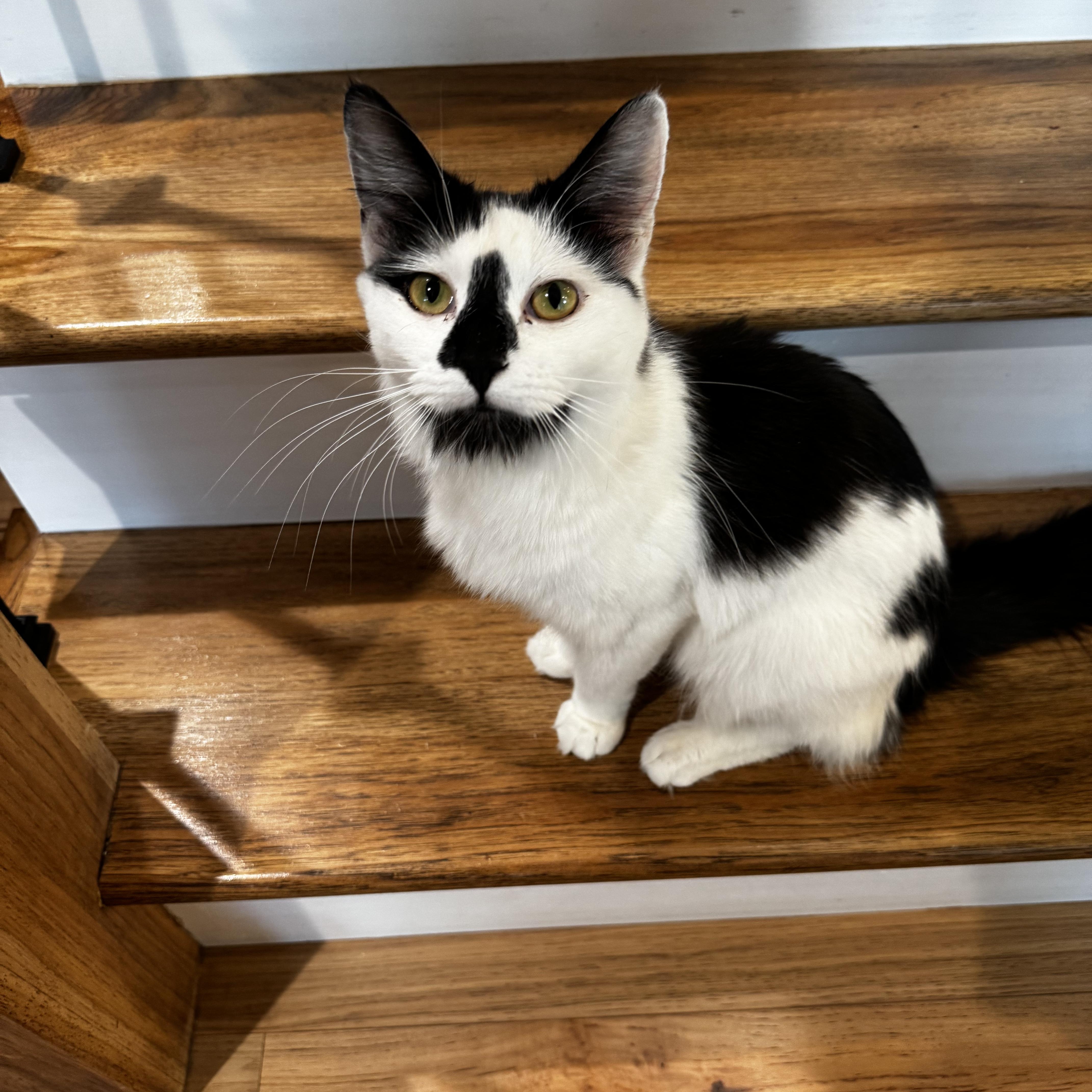 Nevada, Adoptable, Young Female Domestic Long Hair & Maine Coon.