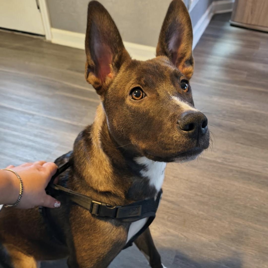 Fender, Adoptable, Young Male Australian Cattle Dog / Blue Heeler.