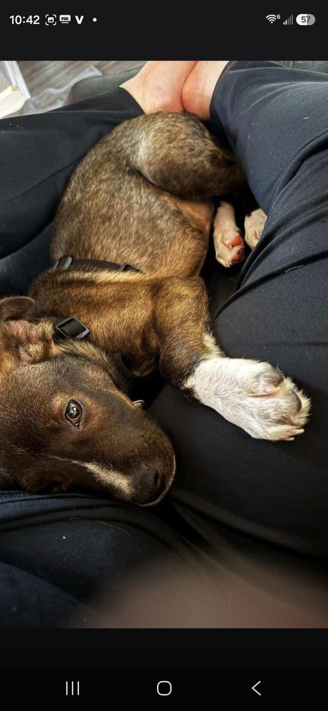 Fender, ADOPTABLE, Young Male Border Collie.