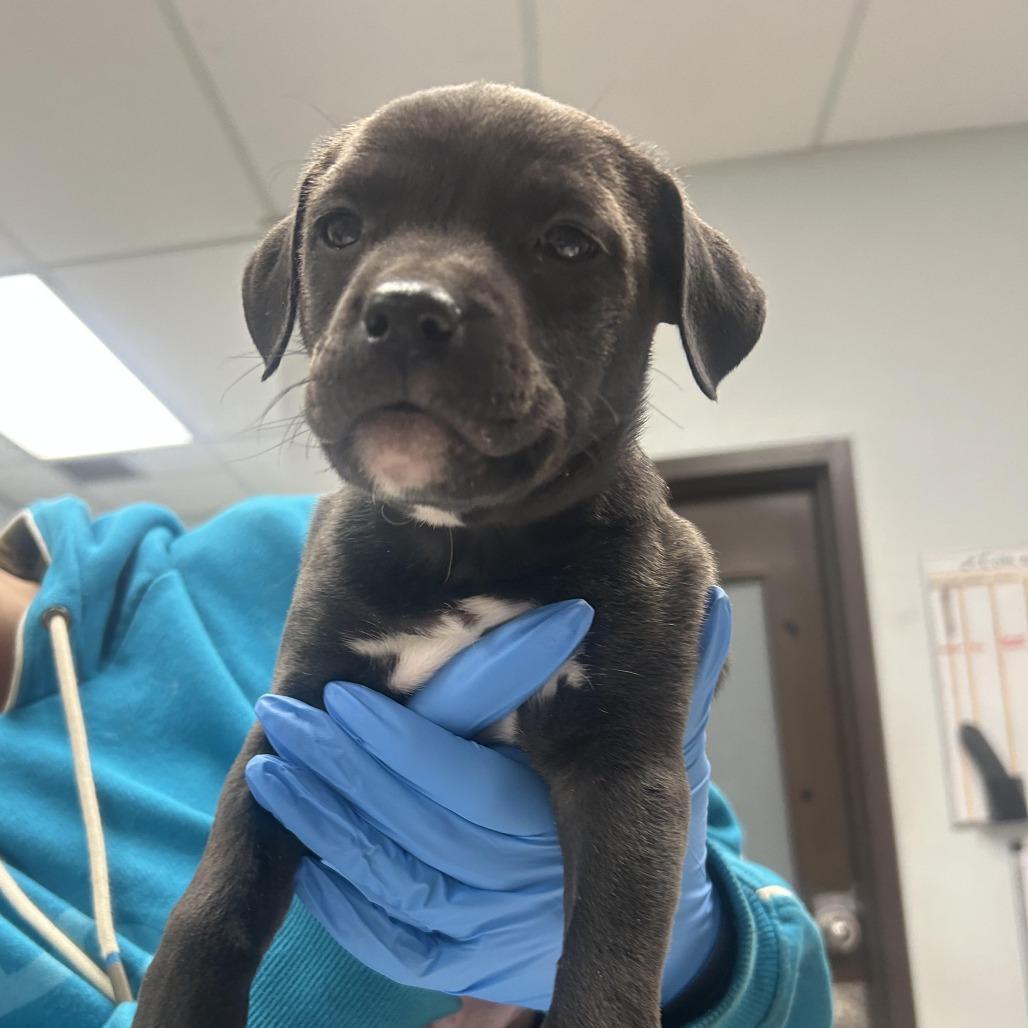 Ursula, Adoptable, Puppy Female Pit Bull Terrier.