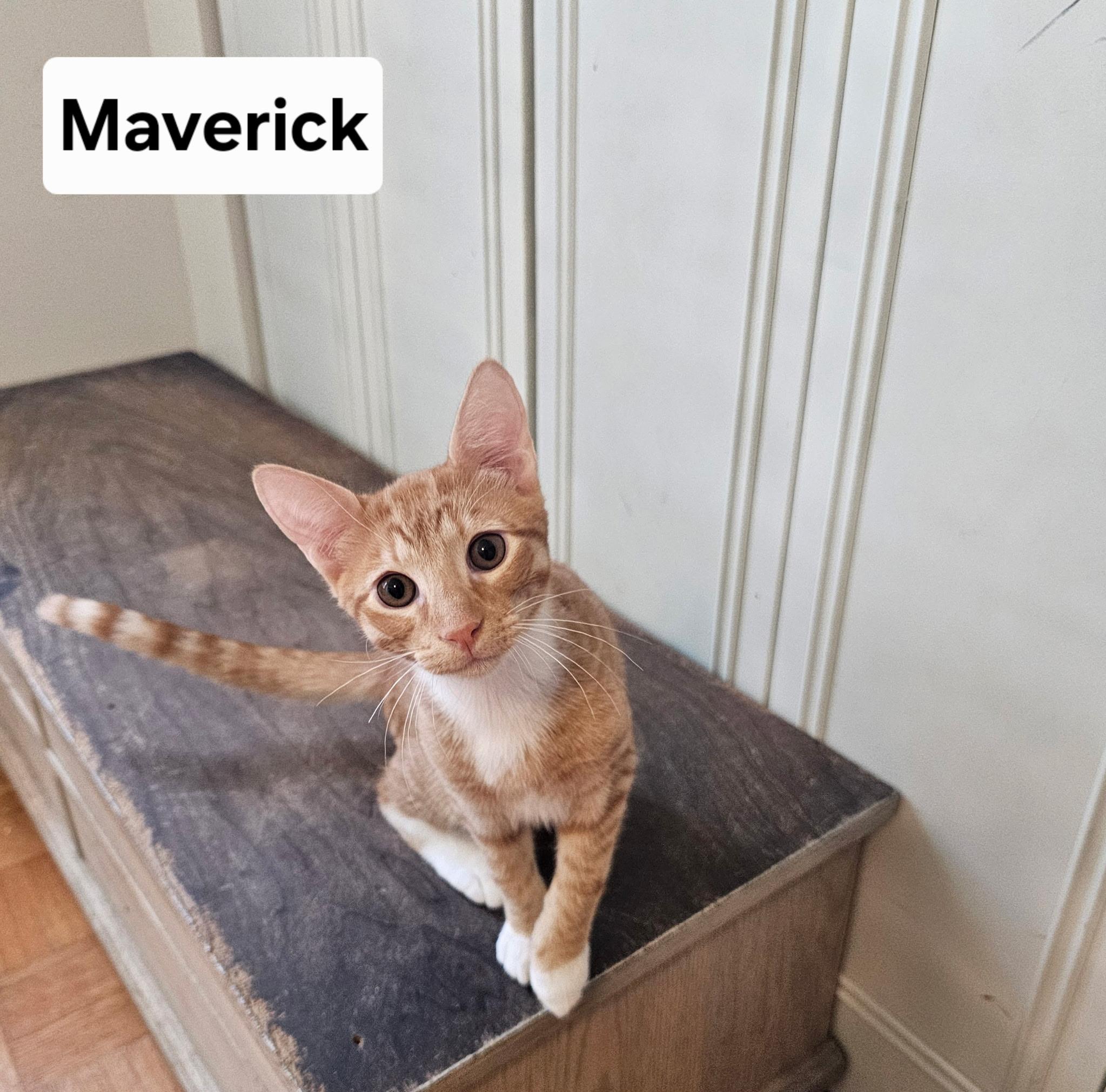 Maverick