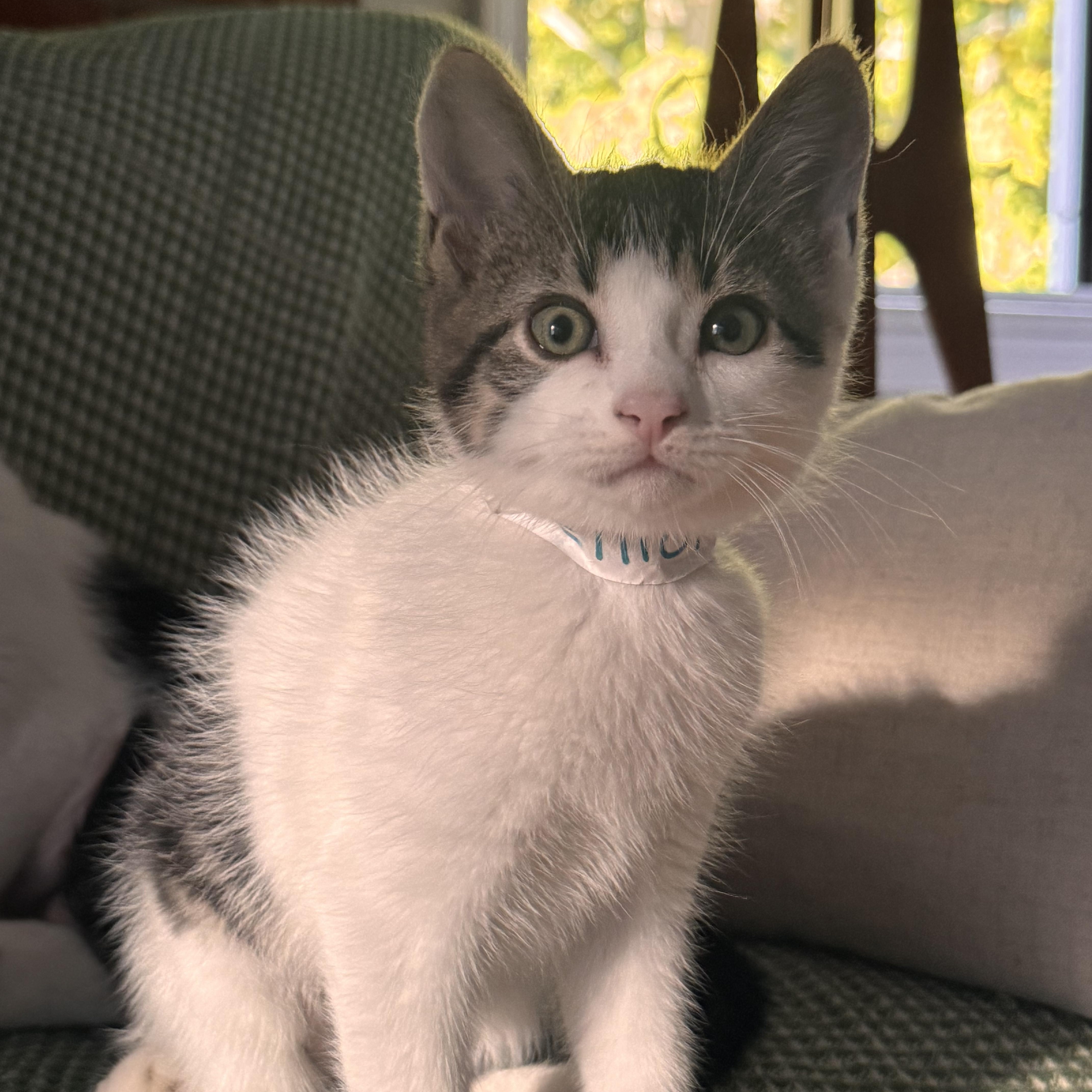 Enlarge Elliot, a Adopted Domestic Medium Hair in Ontario, NY image 3/3