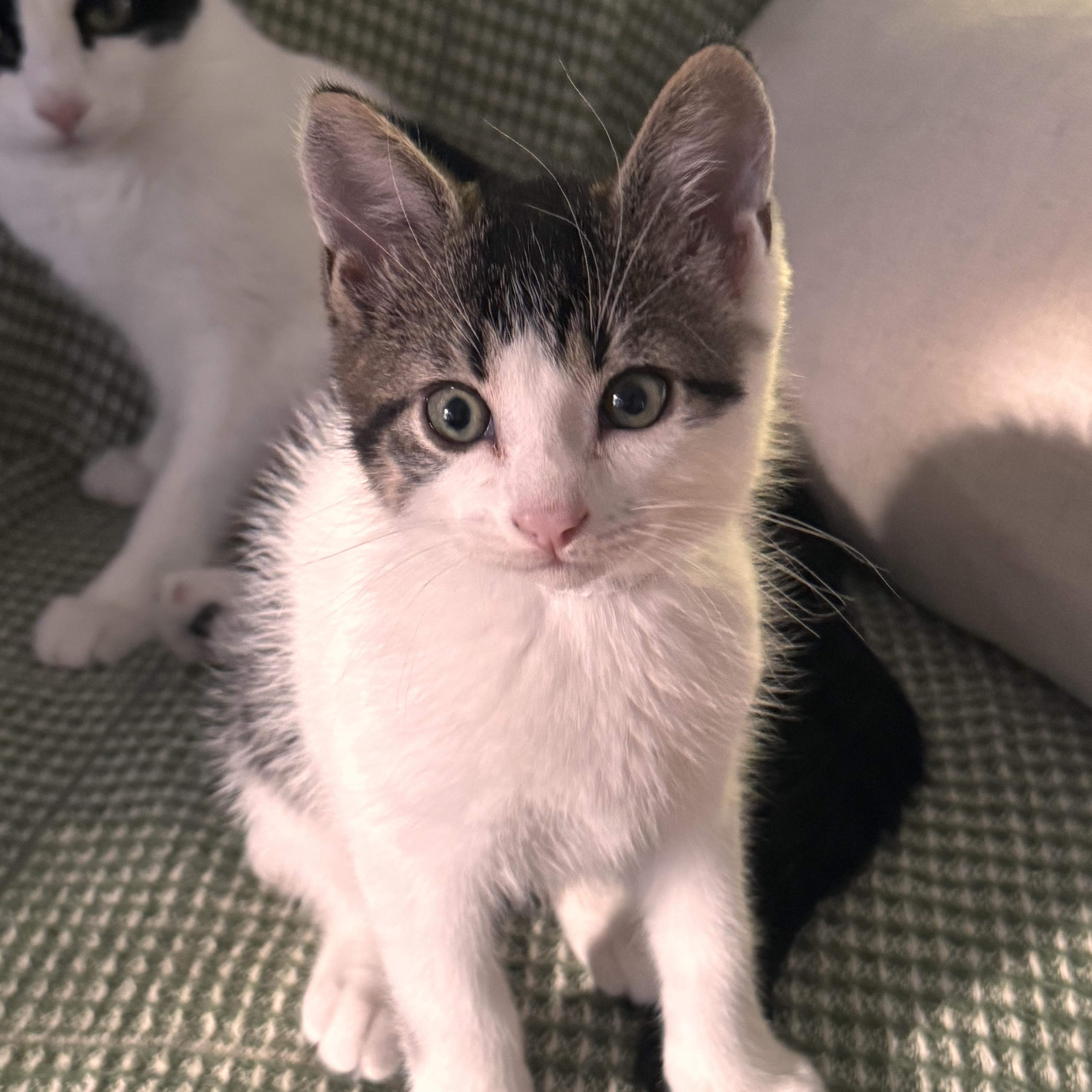 Enlarge Elliot, a Adopted Domestic Medium Hair in Ontario, NY image 2/3