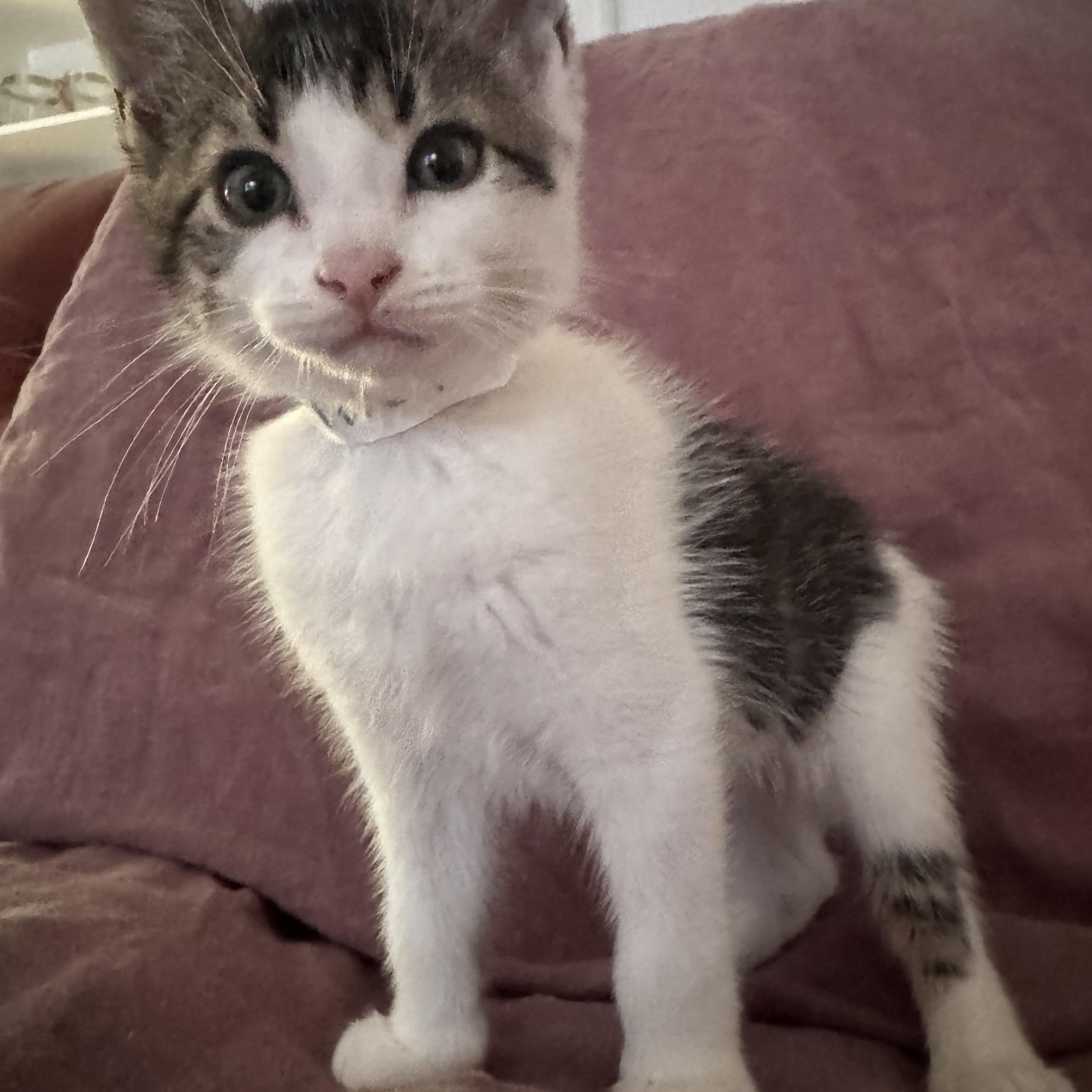 Elliot, Adopted, Kitten Male Domestic Medium Hair.