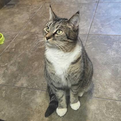  Mama Spice, ADOPTABLE, Adult Female Domestic Short Hair.