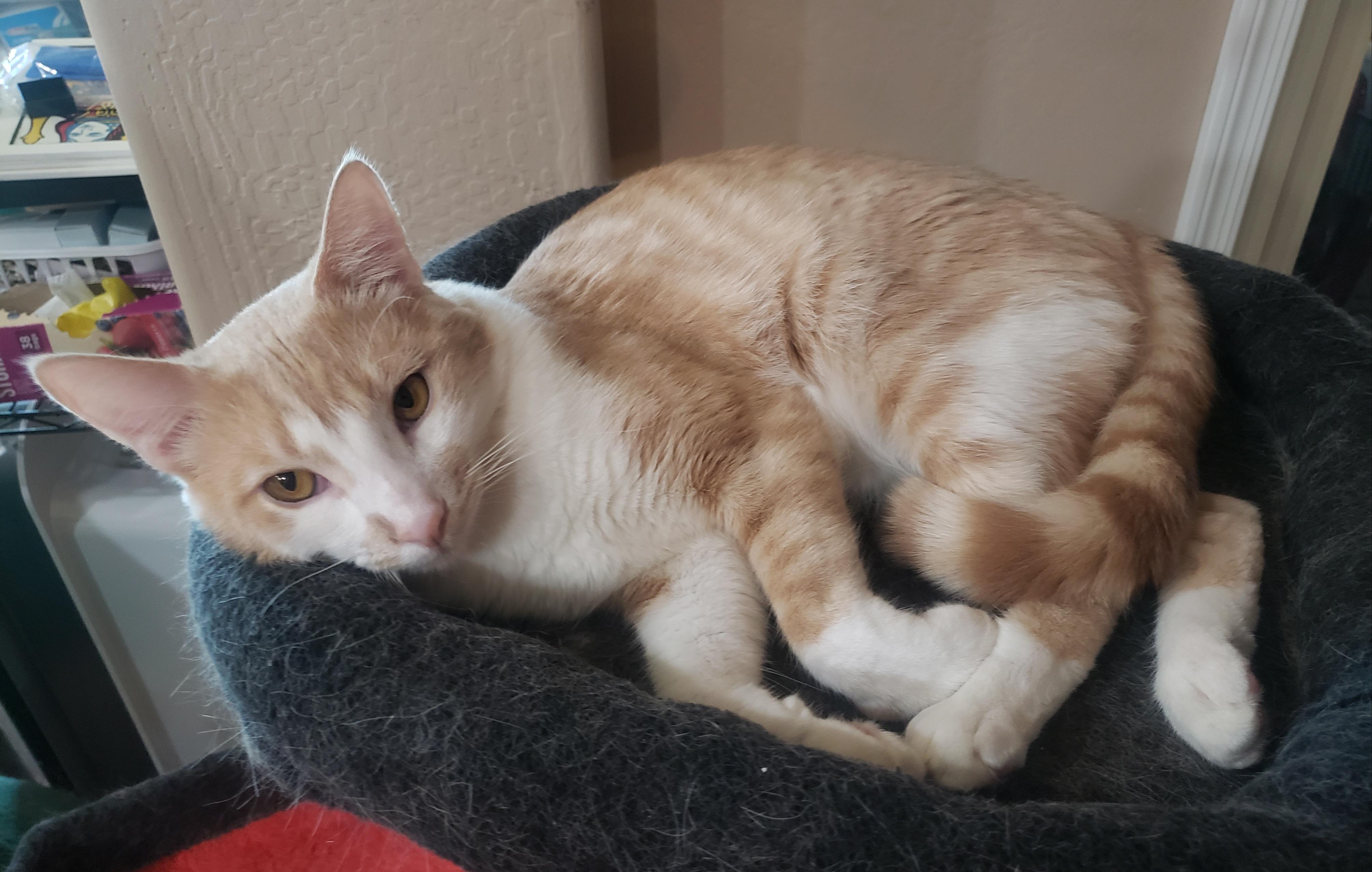 Michaelangelo, a Adoptable Domestic Short Hair in Gilbert, AZ image 5/5