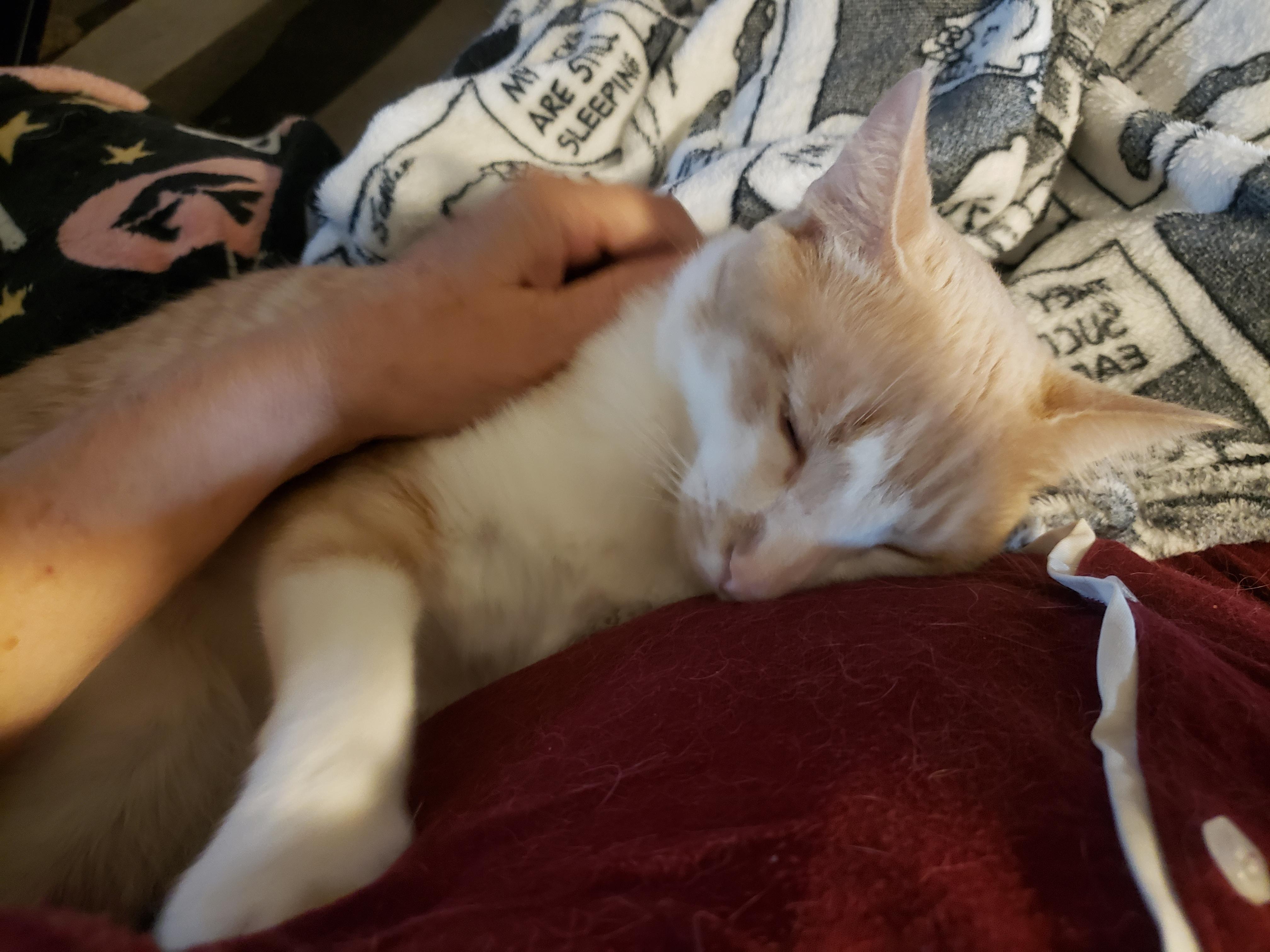 Michaelangelo, a Adoptable Domestic Short Hair in Gilbert, AZ image 4/5