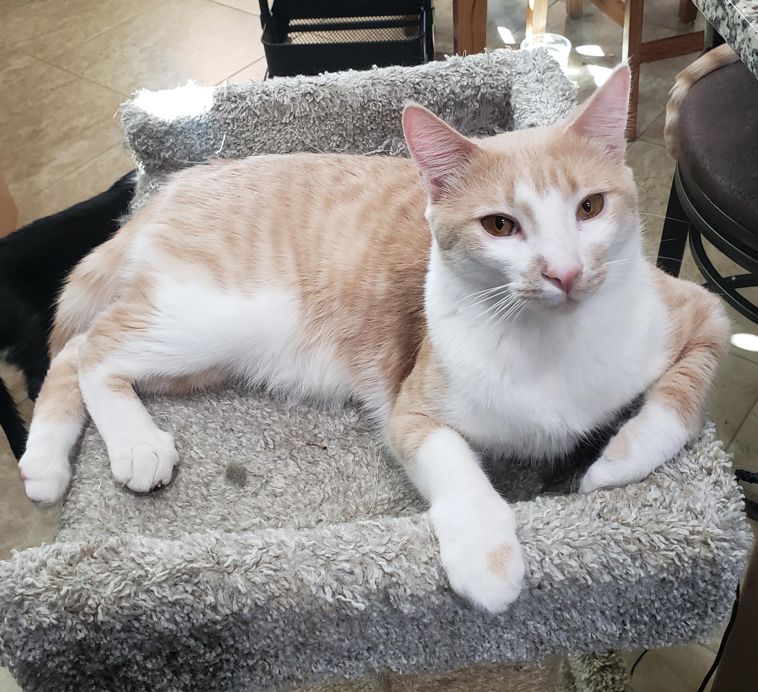 Michaelangelo, a Adoptable Domestic Short Hair in Gilbert, AZ image 3/5