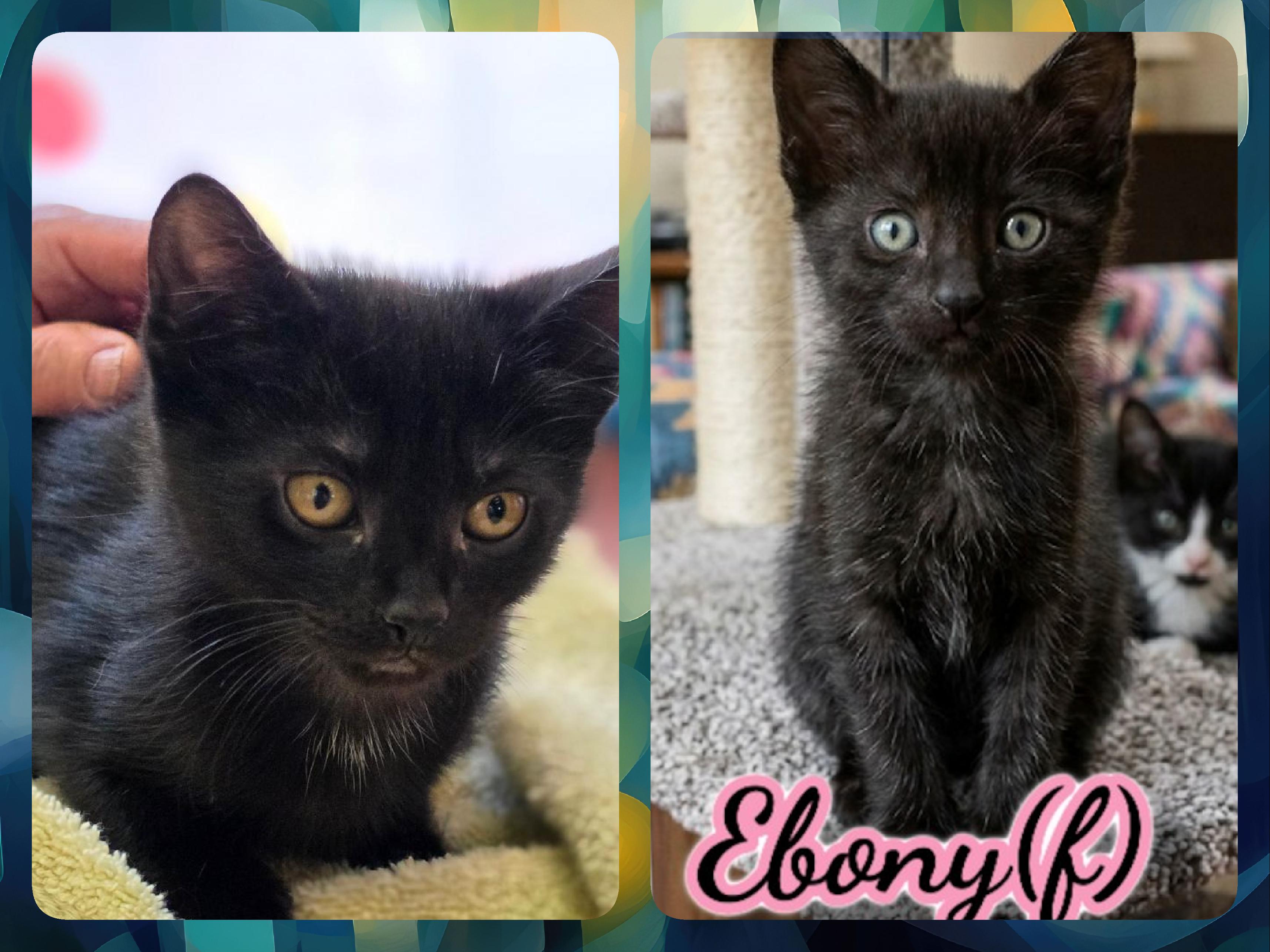 Enlarge Ebony, a ADOPTABLE Domestic Short Hair in Corinth, NY image 1/1