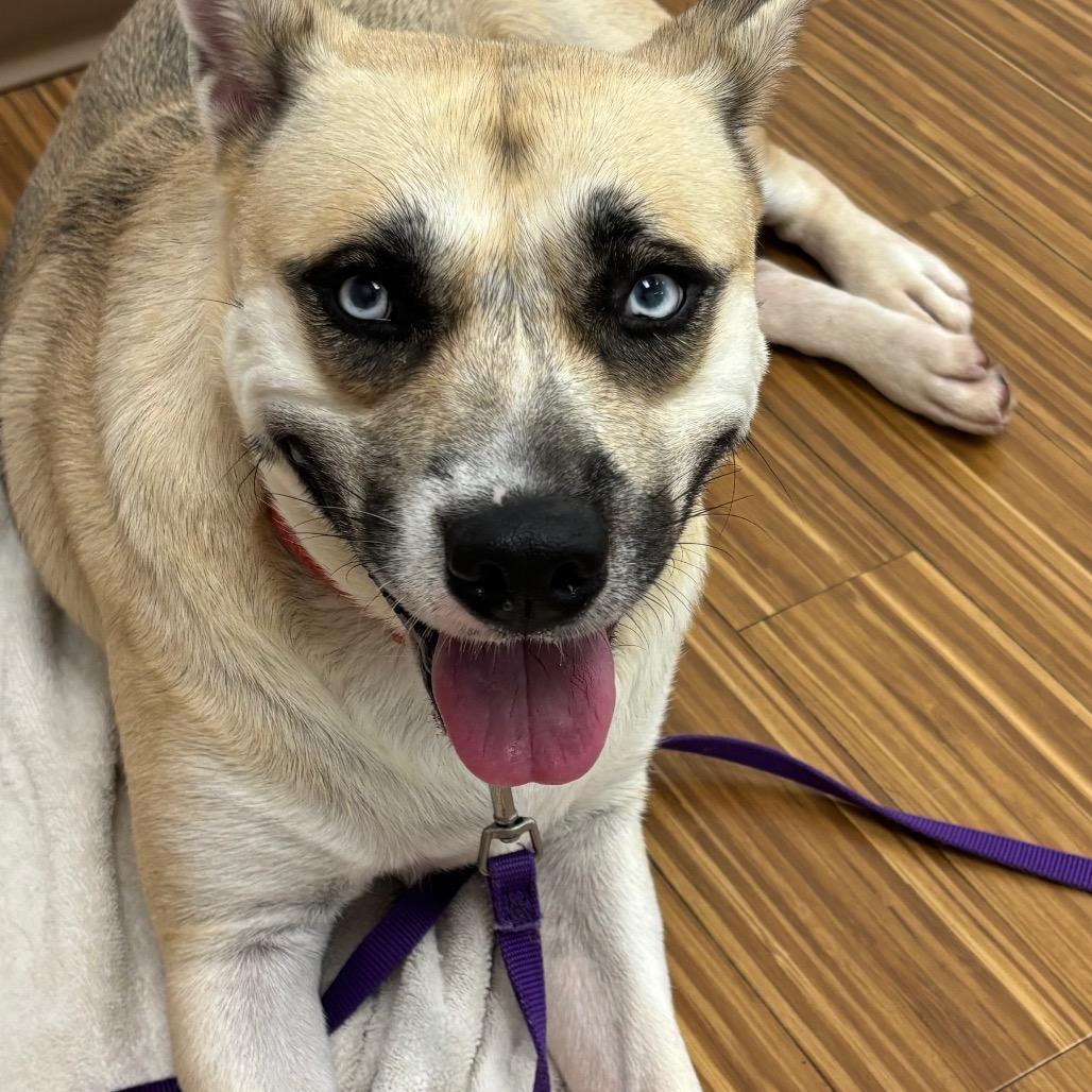 Enlarge Shockley, a Adoptable Mixed Breed in Sarasota, FL image 1/6