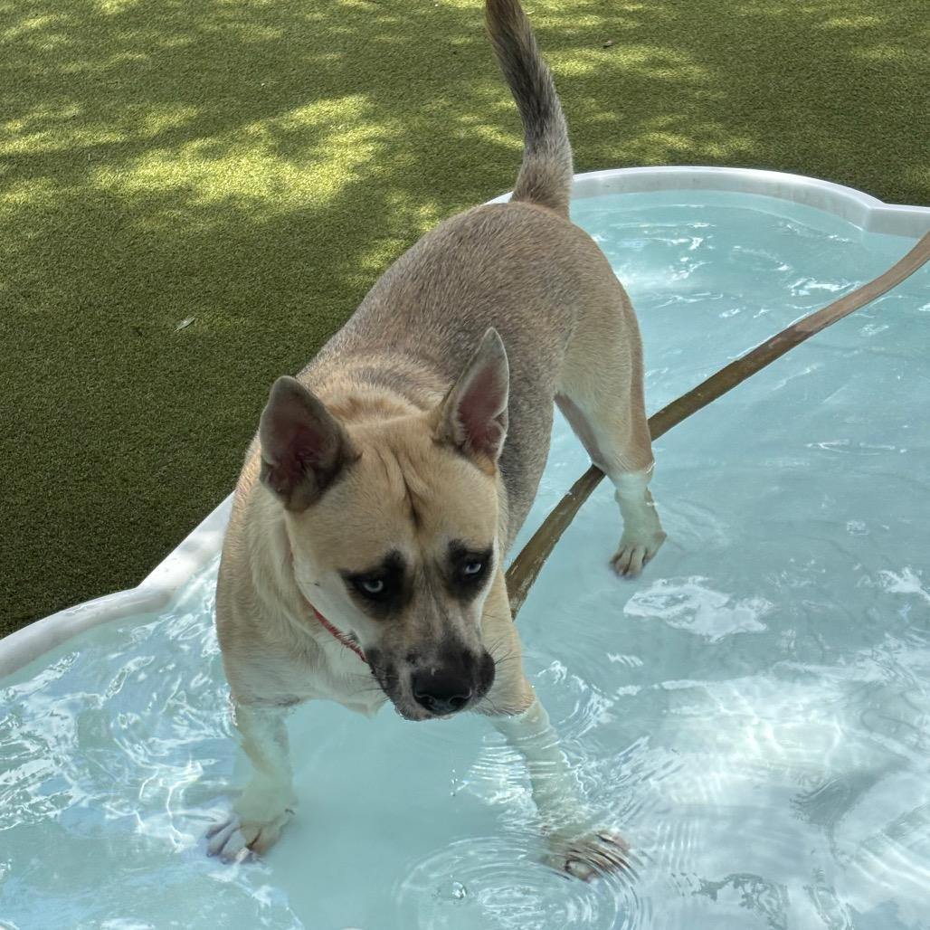 Enlarge Shockley, a Adoptable Mixed Breed in Sarasota, FL image 6/6
