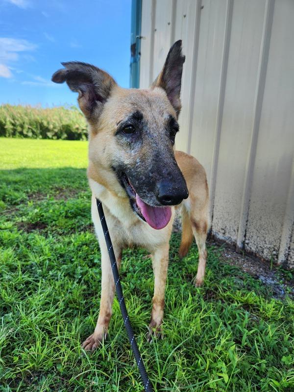 Enlarge Sadie, a Adoptable mixed breed in Melbourne, FL image 1/4