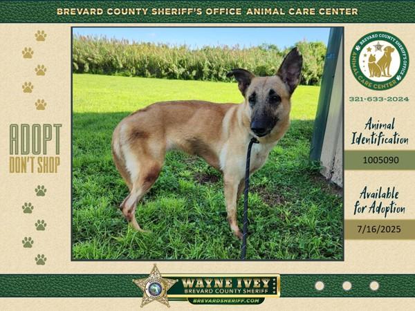 Enlarge Sadie, a Adoptable mixed breed in Melbourne, FL image 2/4