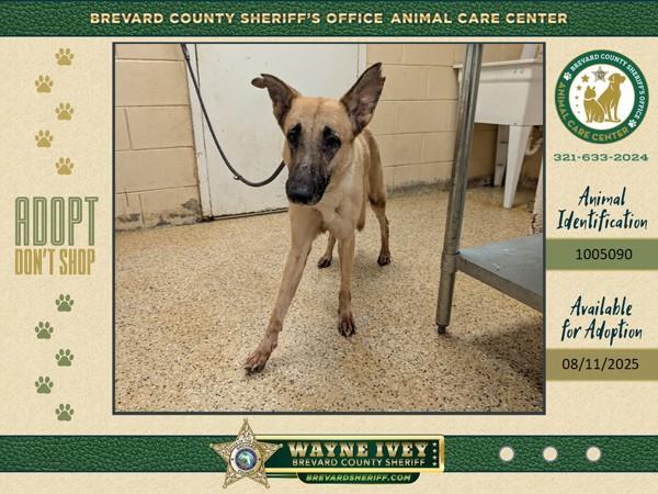 Enlarge Sadie, a Adoptable mixed breed in Melbourne, FL image 3/4