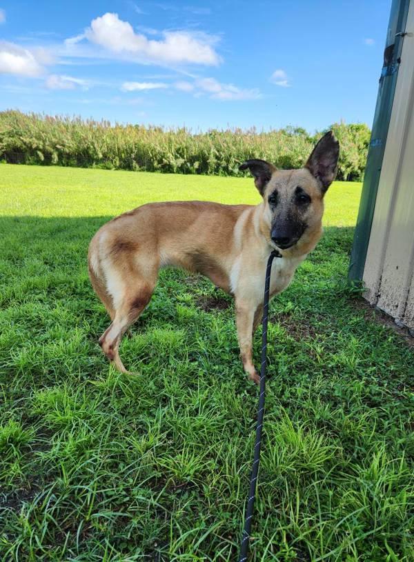 Enlarge Sadie, a Adoptable mixed breed in Melbourne, FL image 4/4