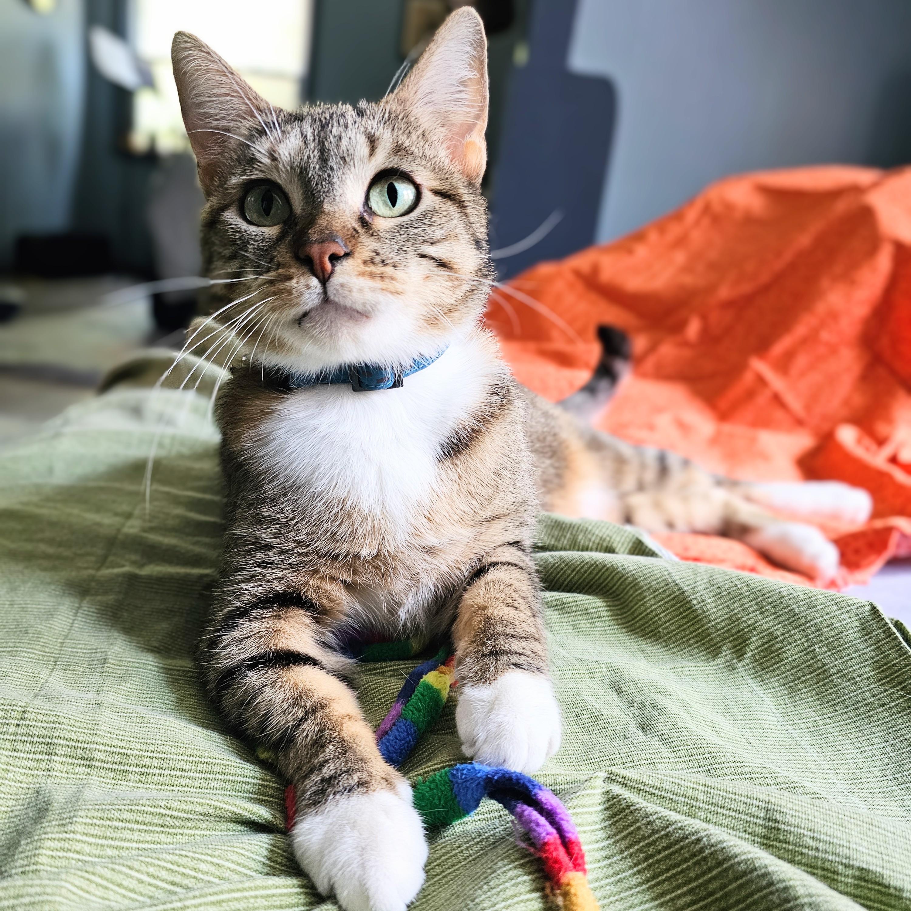 Cinnamon Bun, ADOPTABLE, Adult Female Torbie & Tabby.
