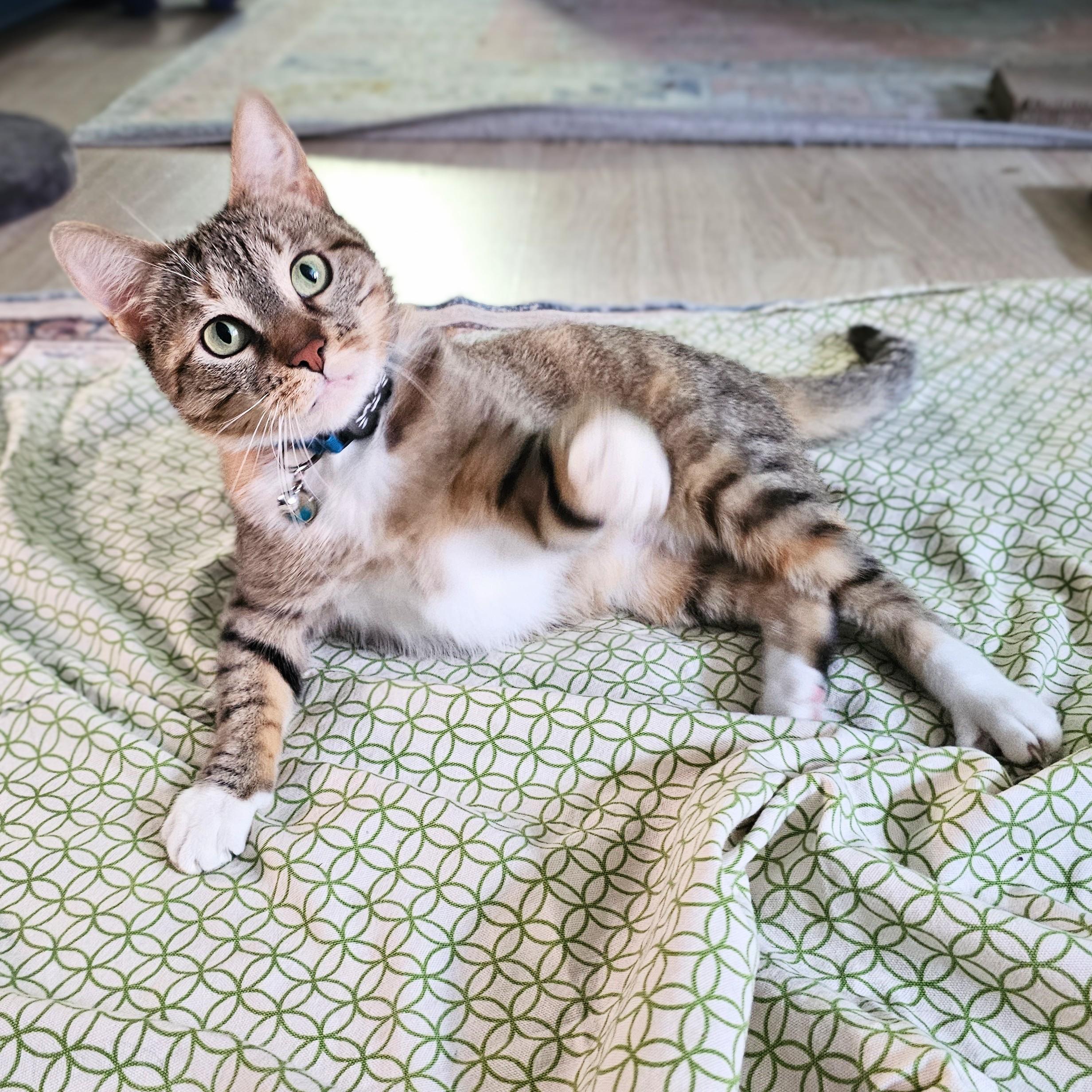 Cinnamon Bun, a ADOPTABLE mixed breed in Chicago, IL image 3/6