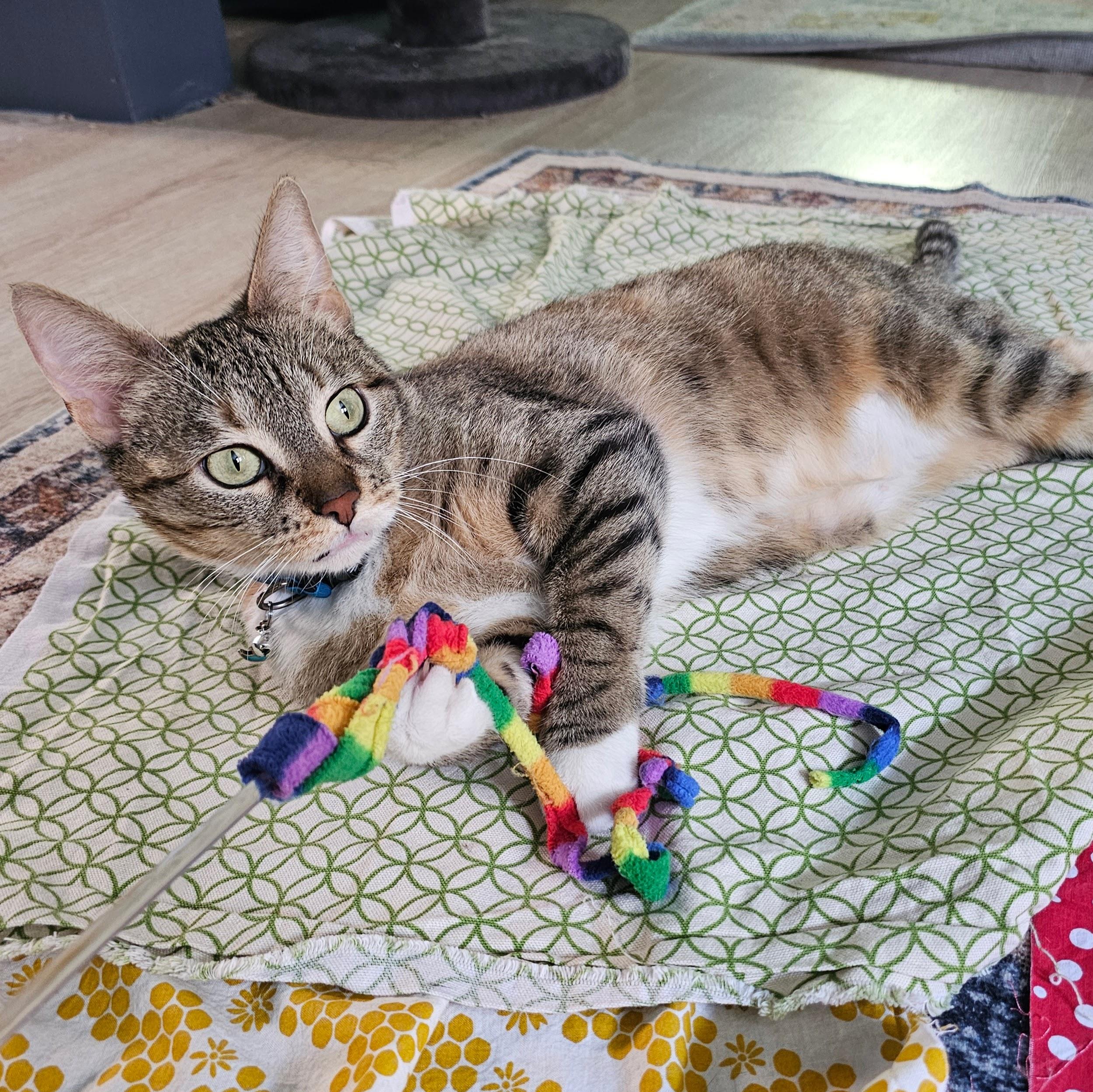 Cinnamon Bun, a ADOPTABLE mixed breed in Chicago, IL image 6/6