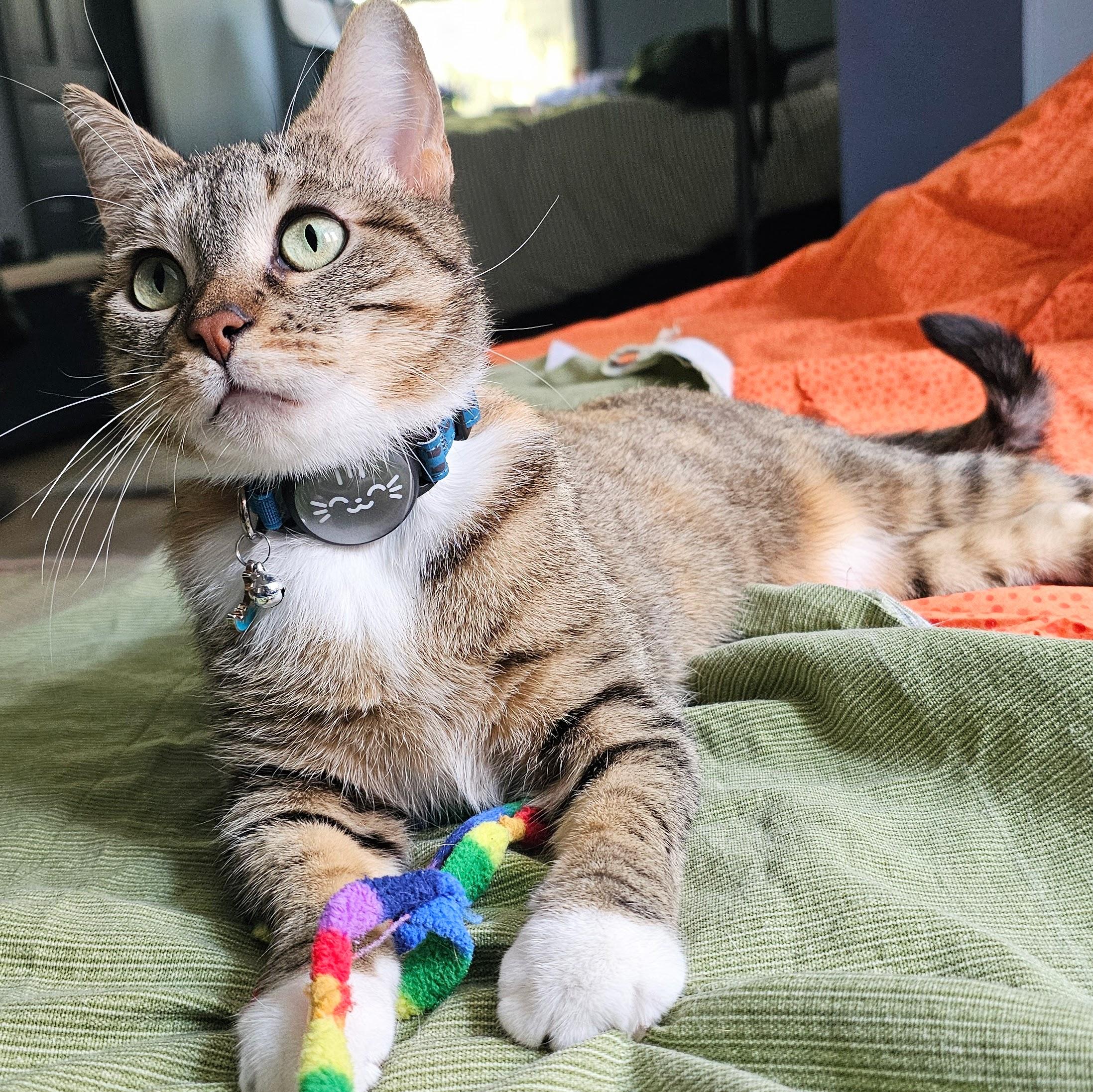 Cinnamon Bun, a ADOPTABLE mixed breed in Chicago, IL image 4/6