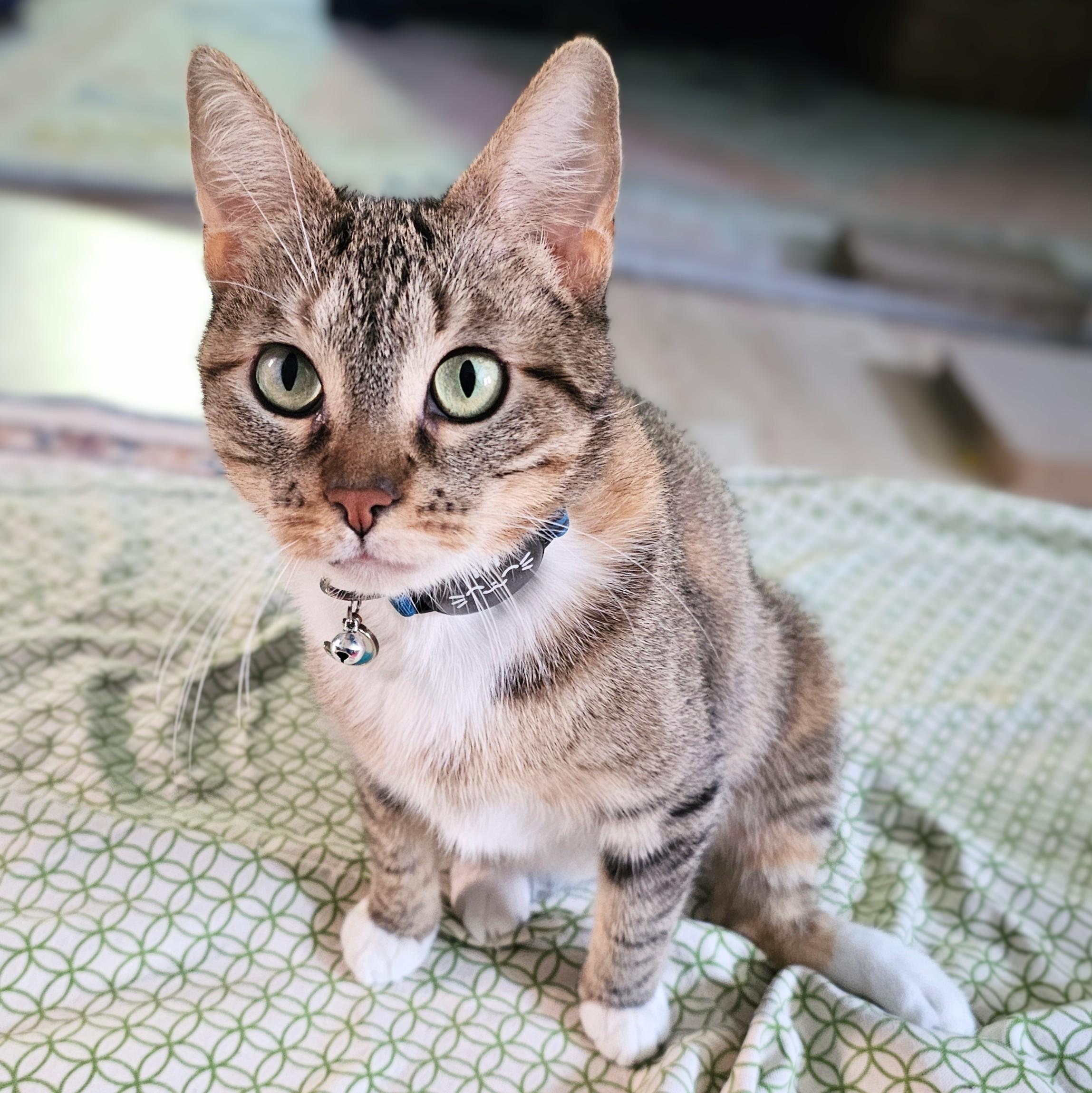 Cinnamon Bun, a ADOPTABLE mixed breed in Chicago, IL image 5/6
