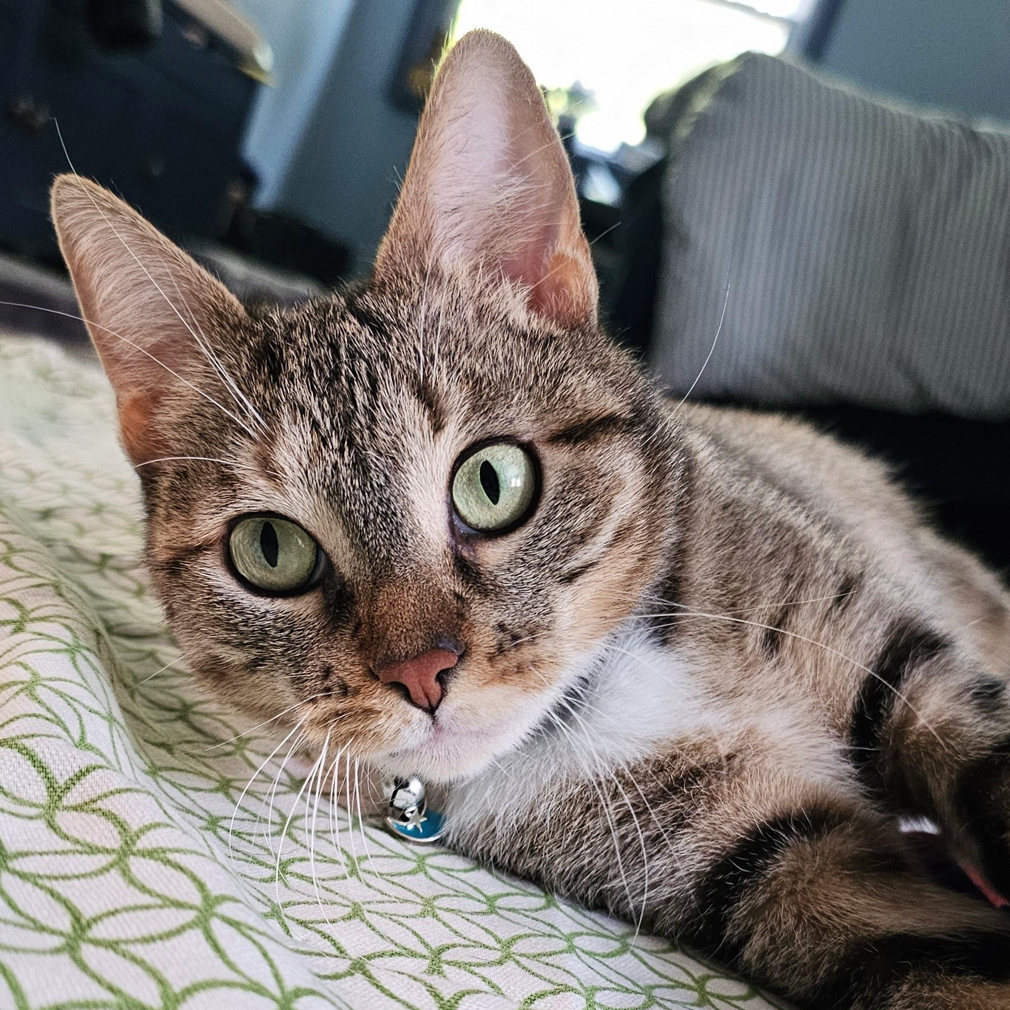 Cinnamon Bun, a ADOPTABLE mixed breed in Chicago, IL image 2/6