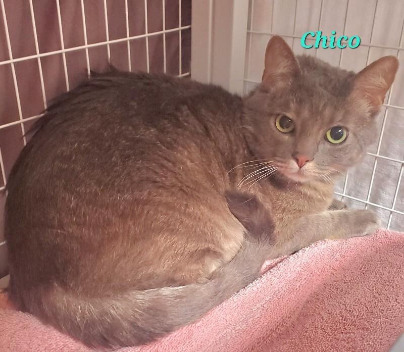 Chico, Adoptable, Adult Male Domestic Short Hair.