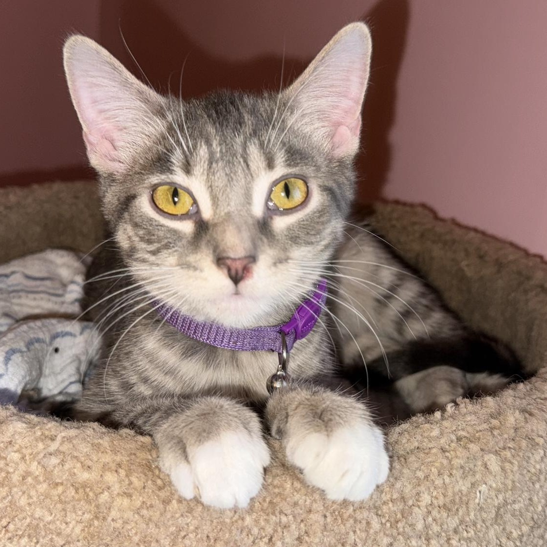 Princess, Adoptable, Kitten Female Domestic Short Hair & Tabby.