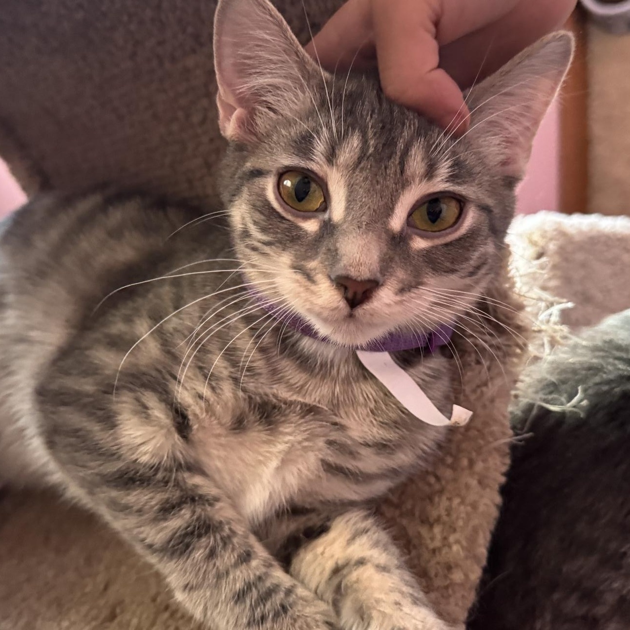 Enlarge Princess, a Adoptable mixed breed in Lemont, IL image 2/2