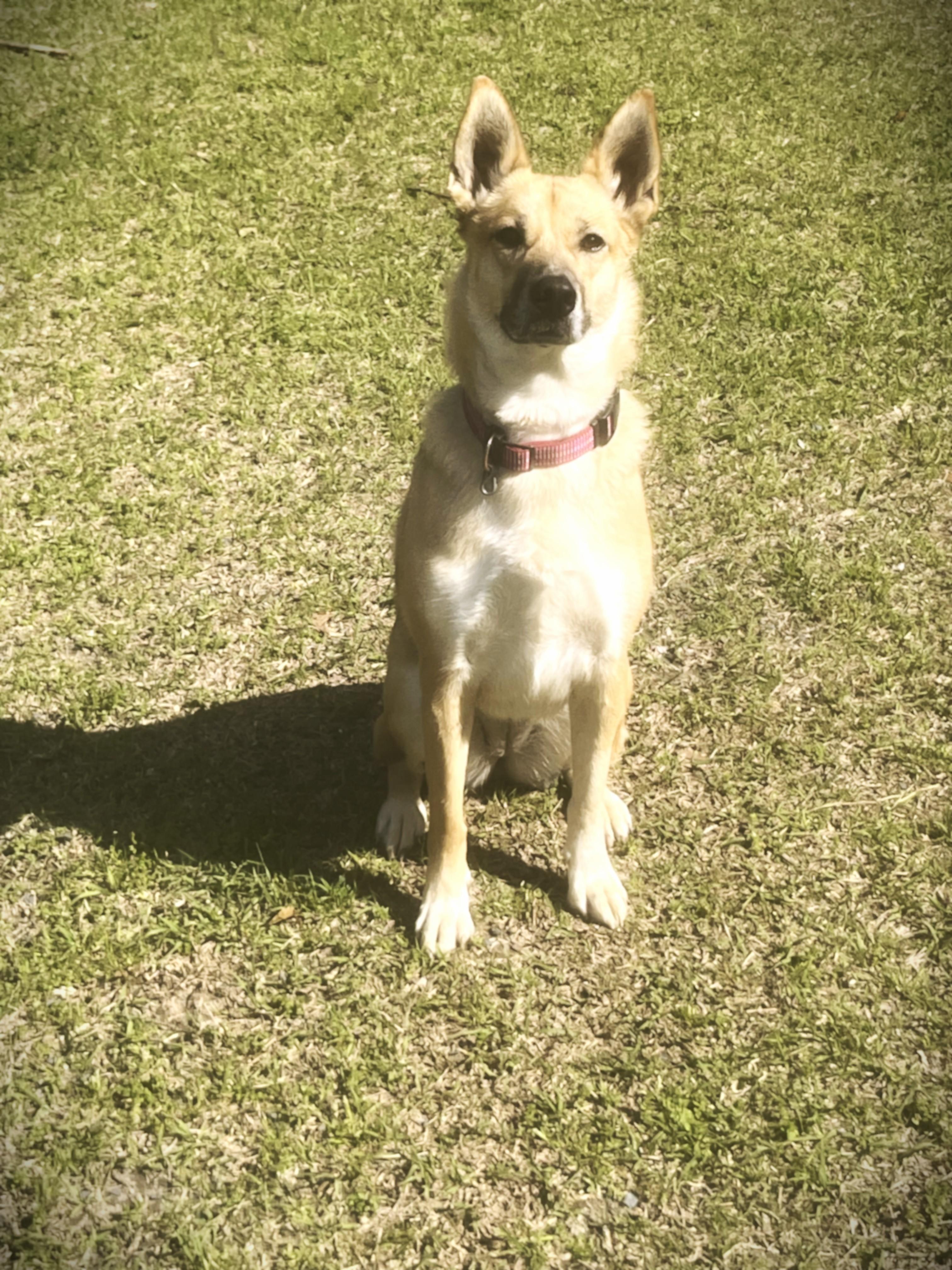 Cypress, a ADOPTABLE mixed breed in Carthage, NC image 2/3