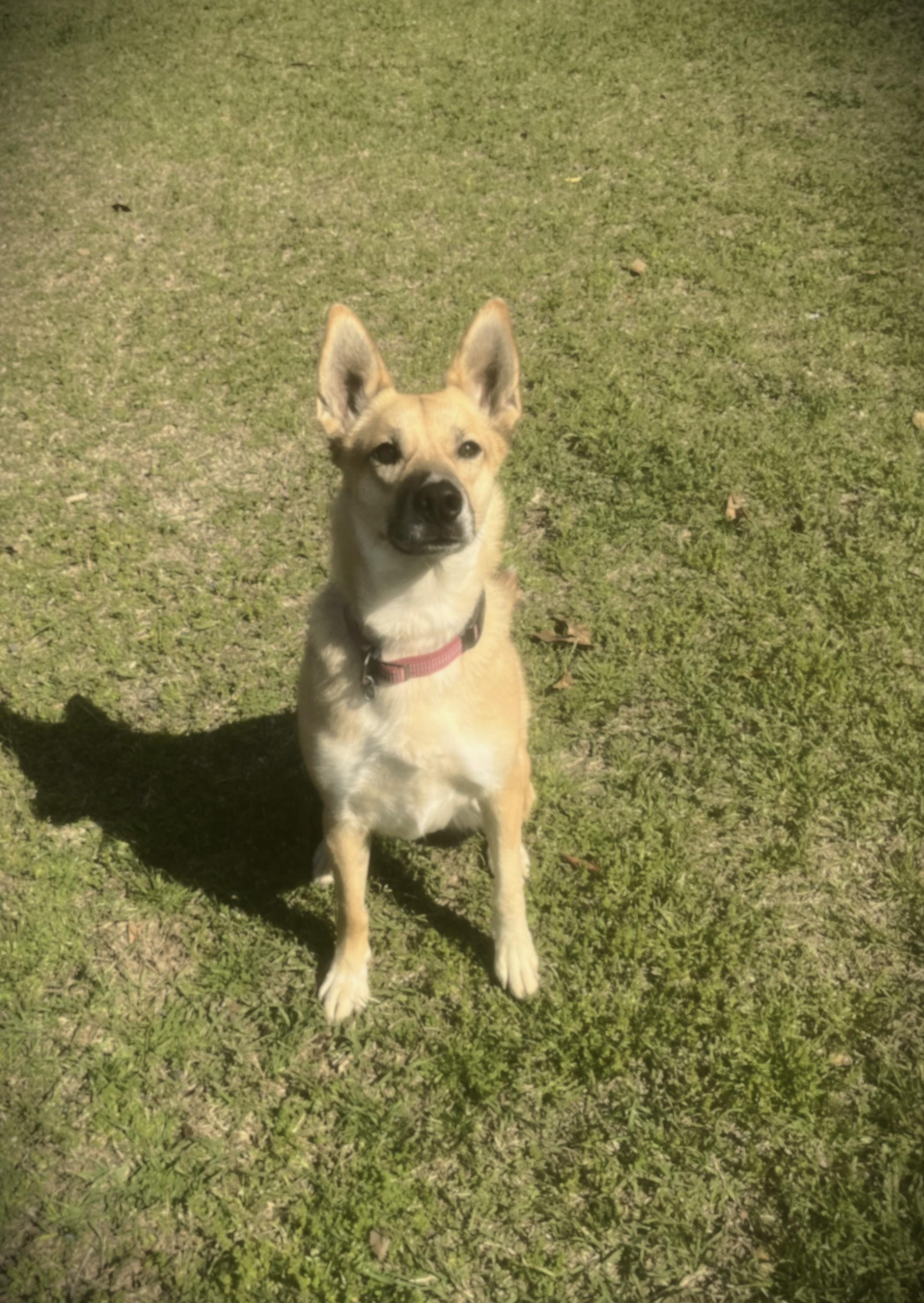 Cypress, a ADOPTABLE mixed breed in Carthage, NC image 1/3