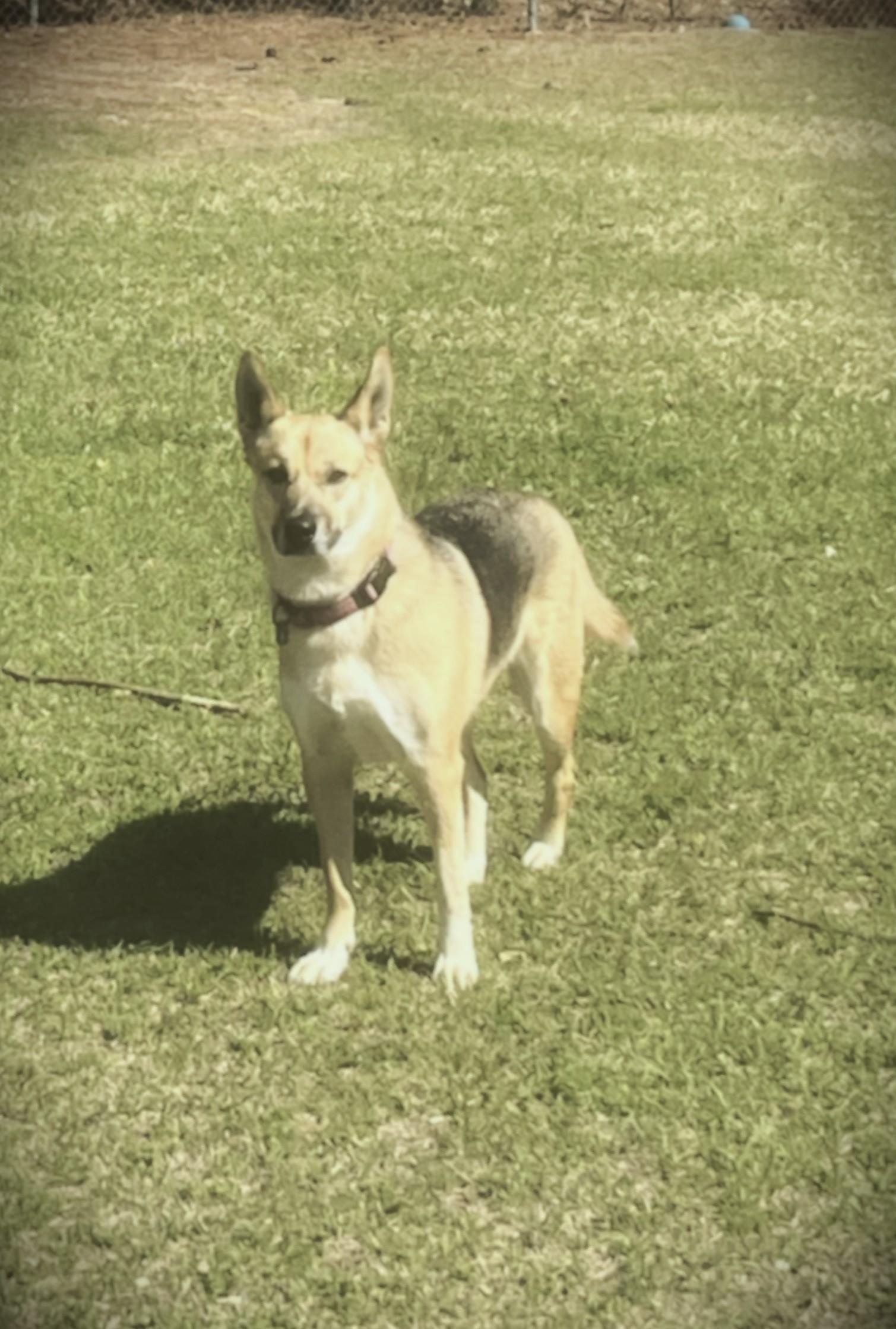 Cypress, a ADOPTABLE mixed breed in Carthage, NC image 3/3