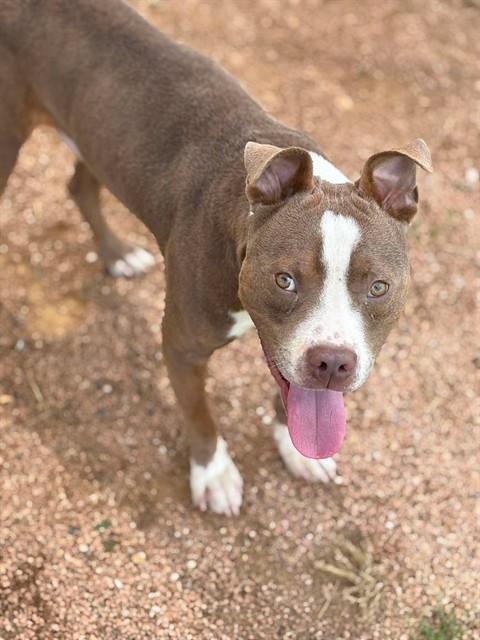 MOMO, Adoptable, Young Male Pit Bull Terrier & Mixed Breed.