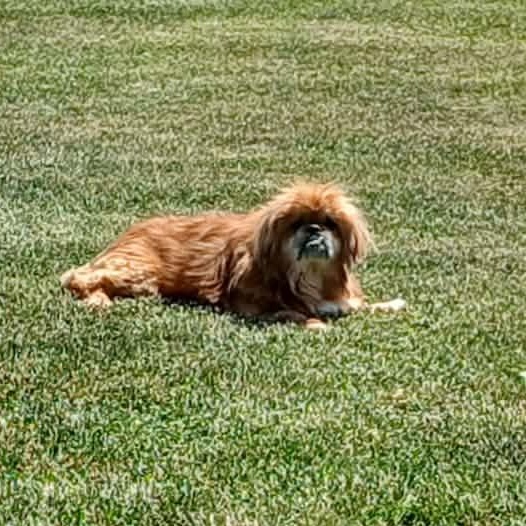 Chumley The Wonder Senior, a ADOPTABLE Pekingese in Linwood, MI image 2/3