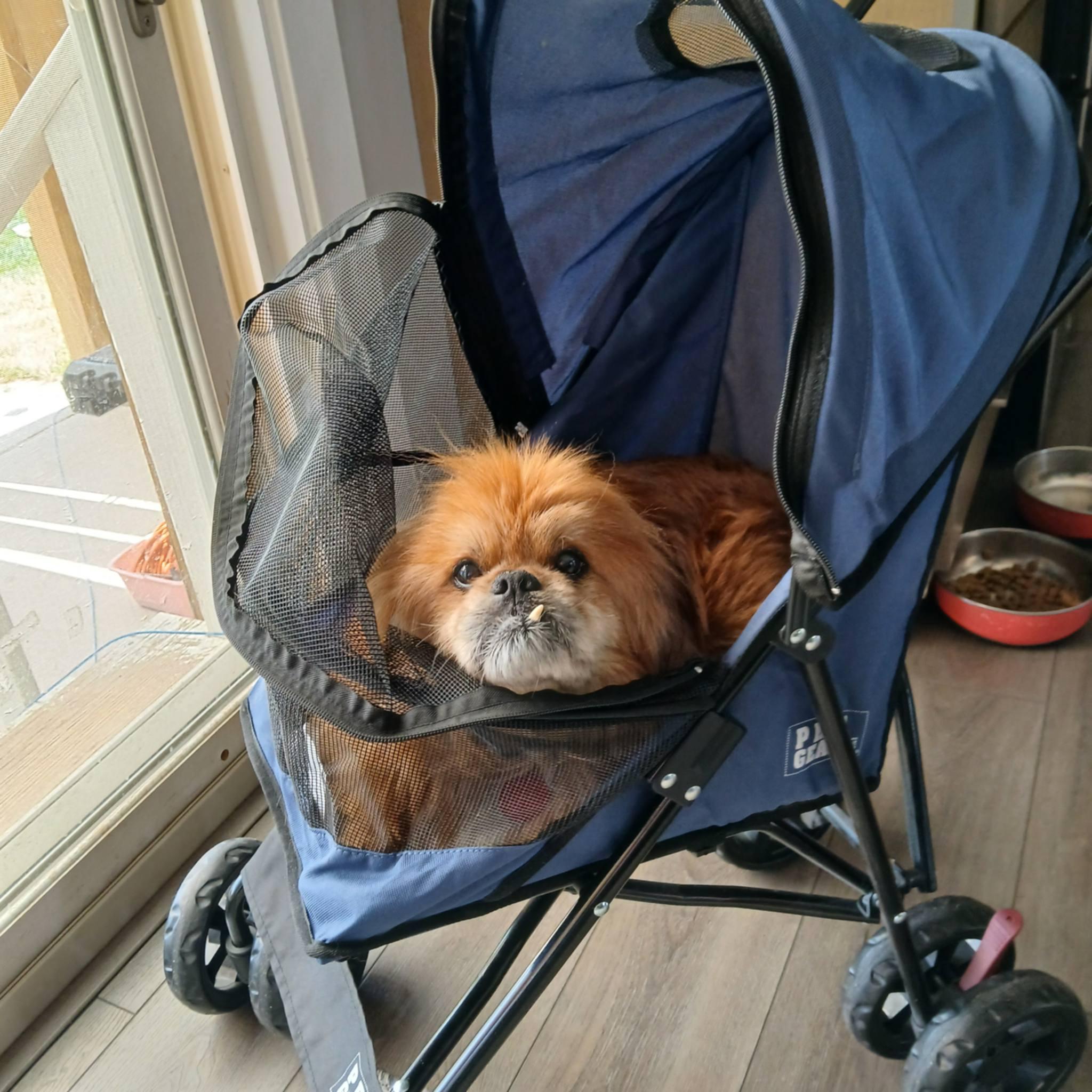 Chumley The Wonder Senior, a ADOPTABLE Pekingese in Linwood, MI image 3/3