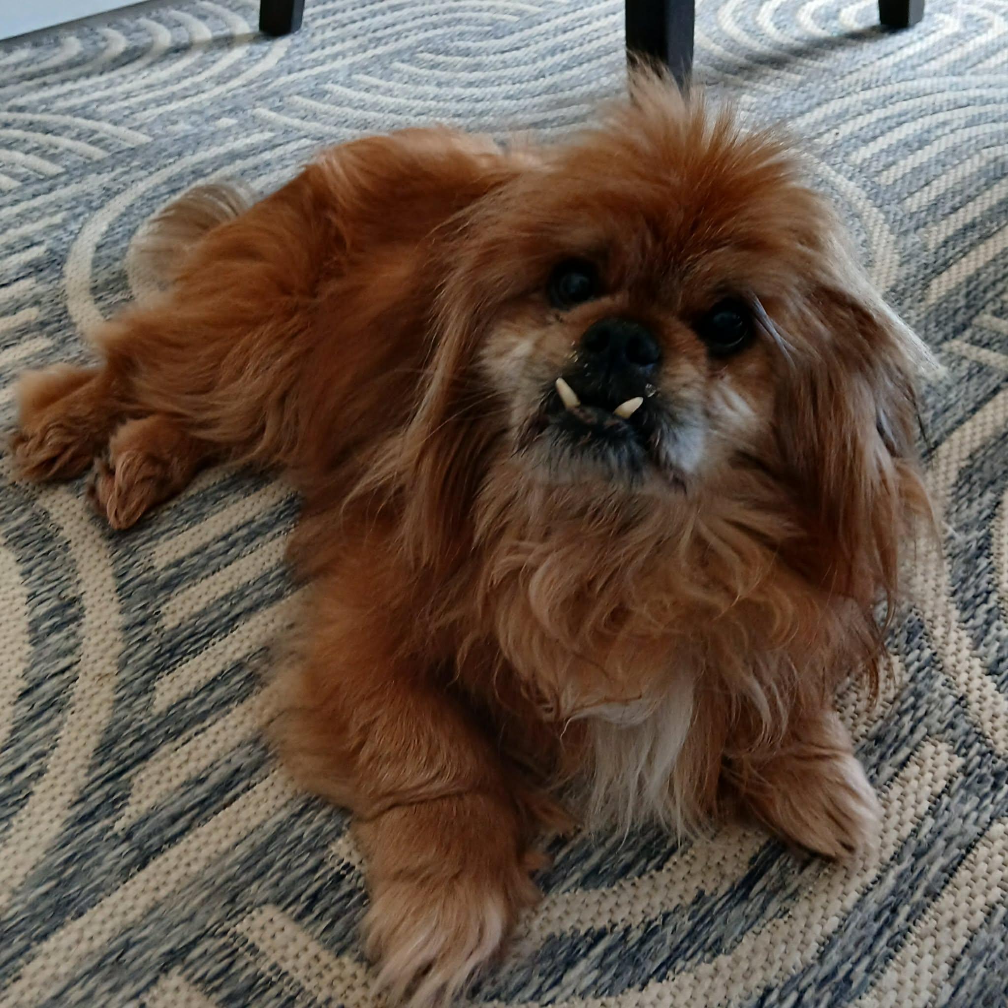 Chumley The Wonder Senior, a ADOPTABLE Pekingese in Linwood, MI image 1/3