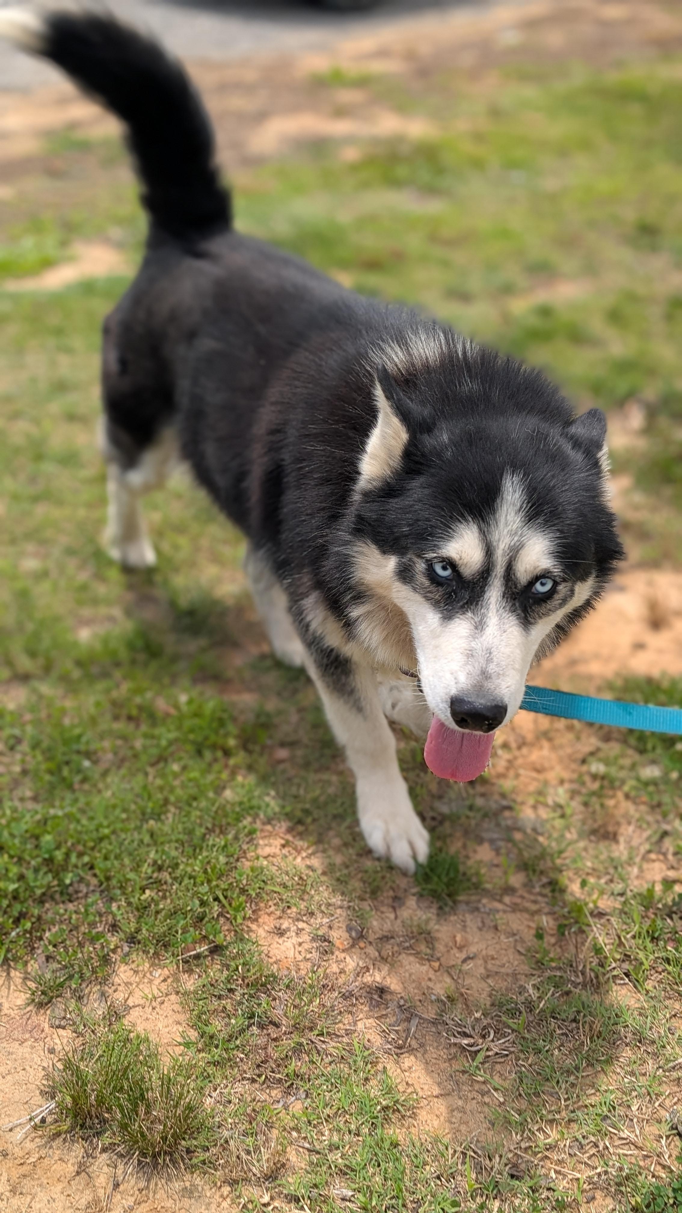 Bruno, a ADOPTABLE Husky in Joppa, AL image 4/6