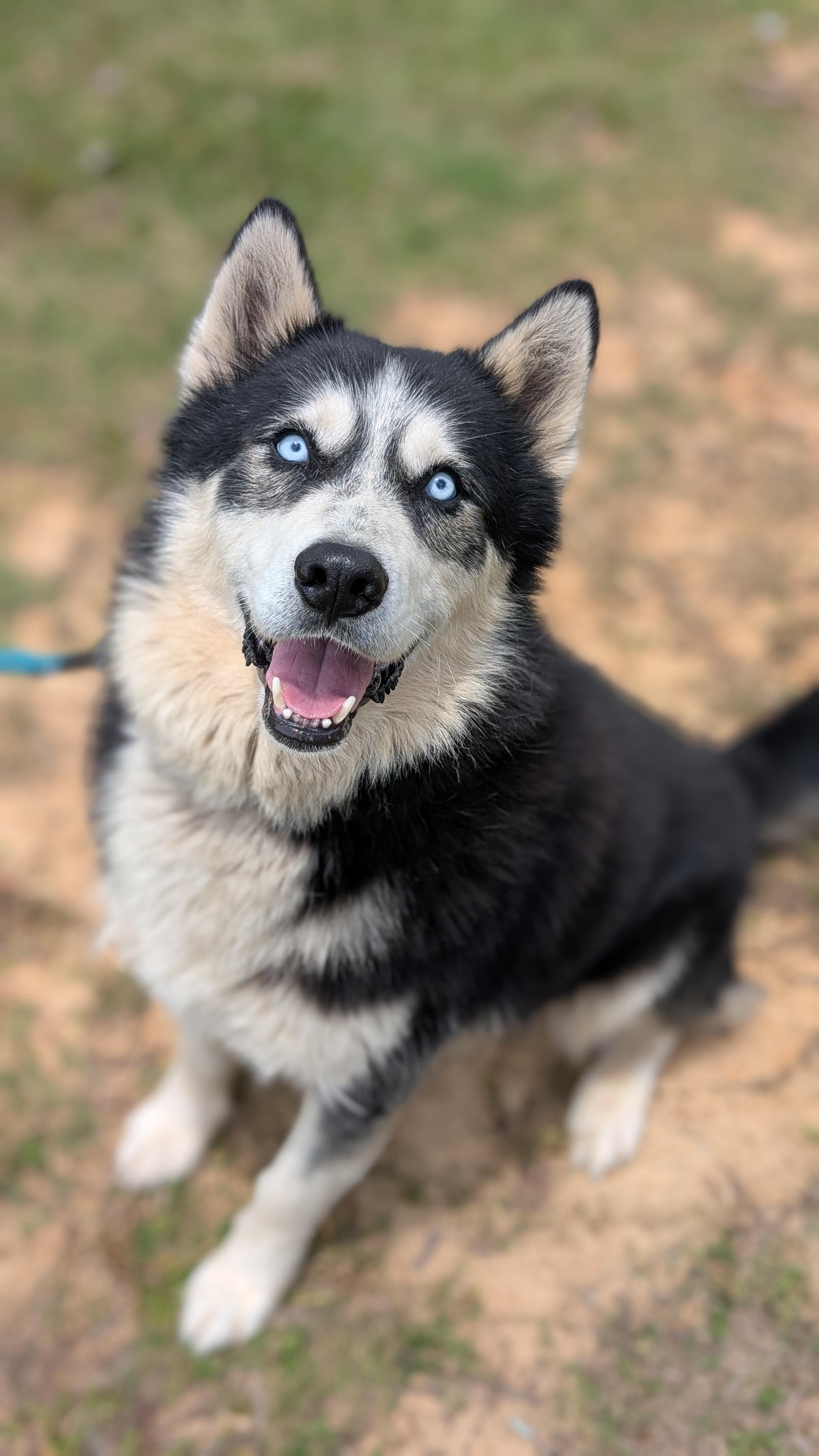 Bruno, ADOPTABLE, Adult Male Husky.
