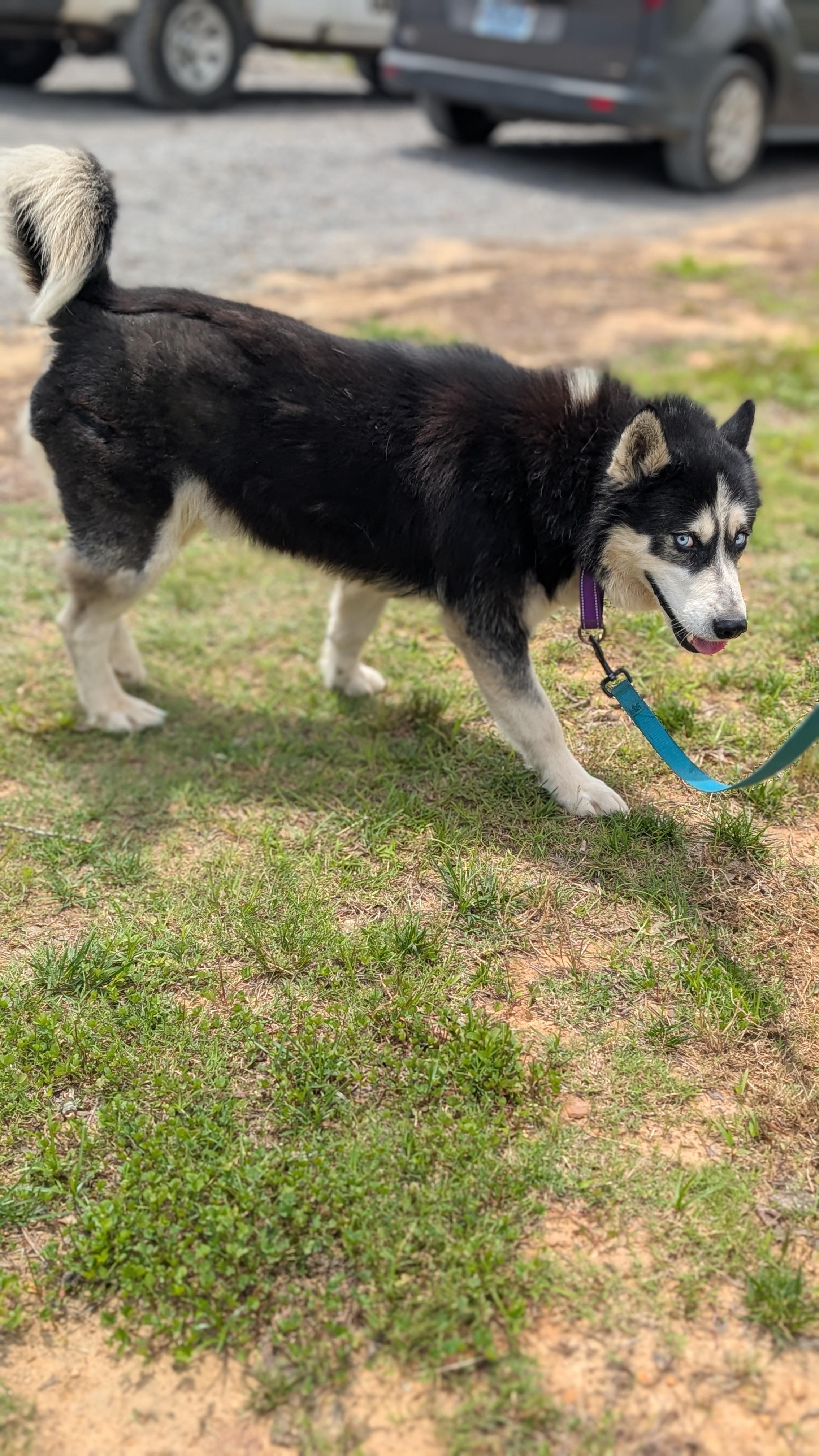 Bruno, a ADOPTABLE Husky in Joppa, AL image 5/6
