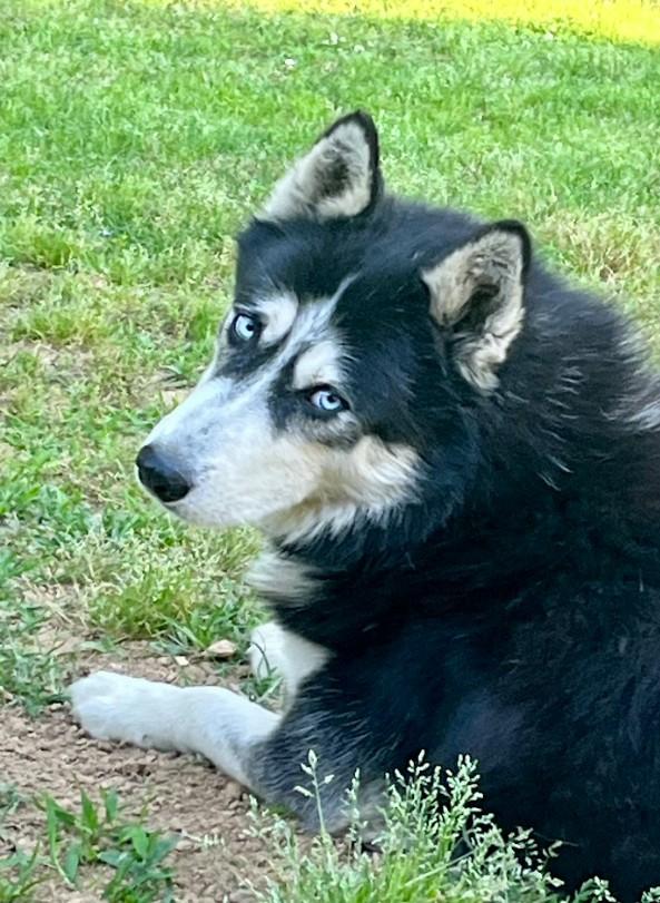 Bruno, a ADOPTABLE Husky in Joppa, AL image 2/6
