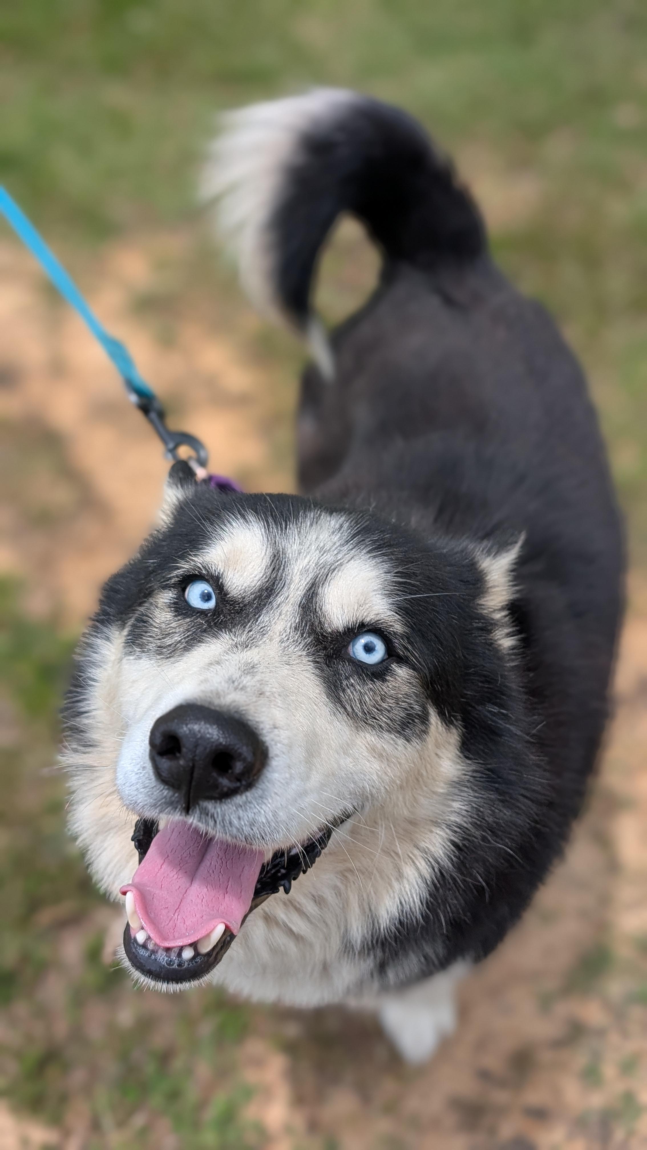 Bruno, a ADOPTABLE Husky in Joppa, AL image 3/6