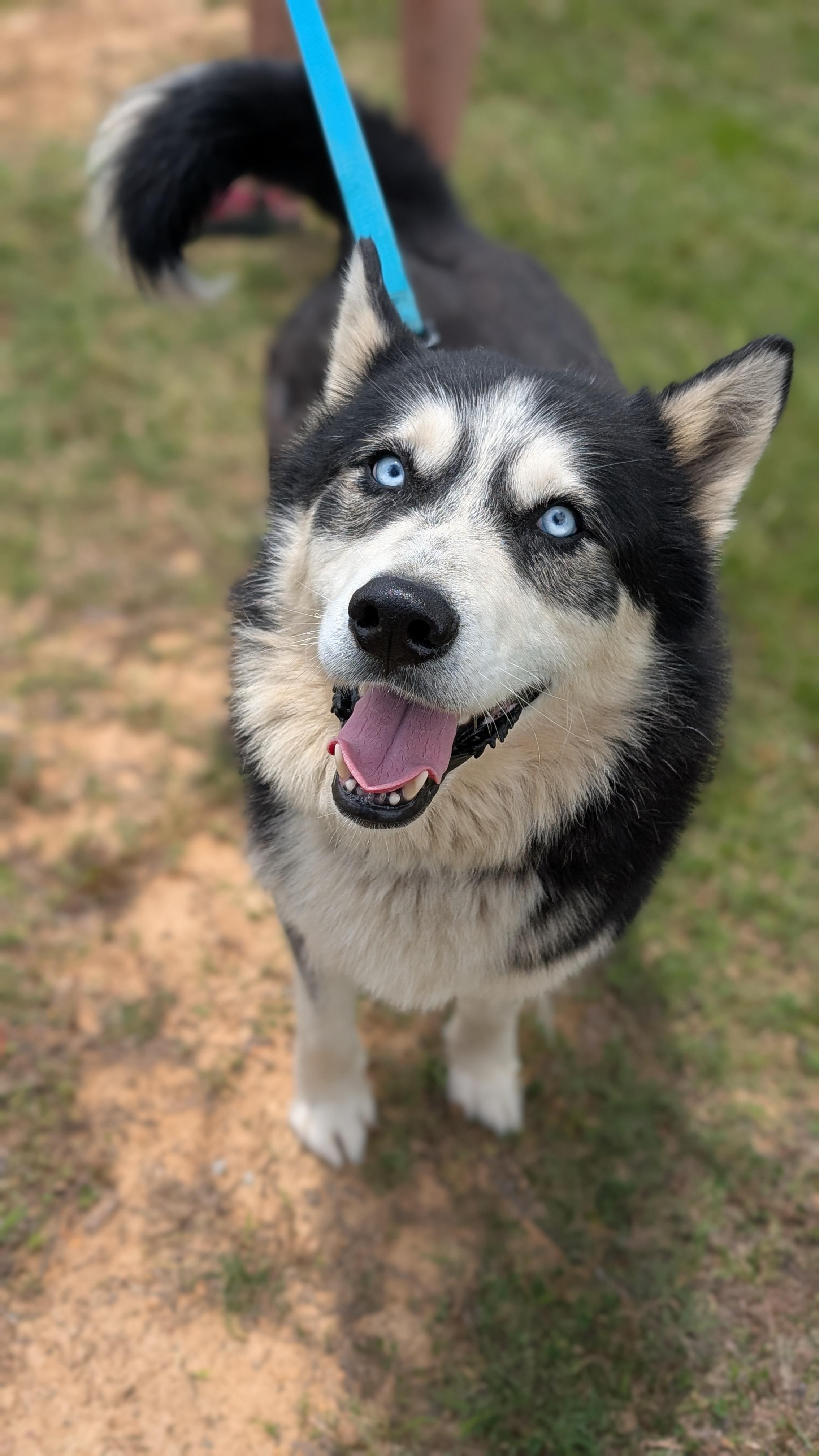 Bruno, a ADOPTABLE Husky in Joppa, AL image 6/6