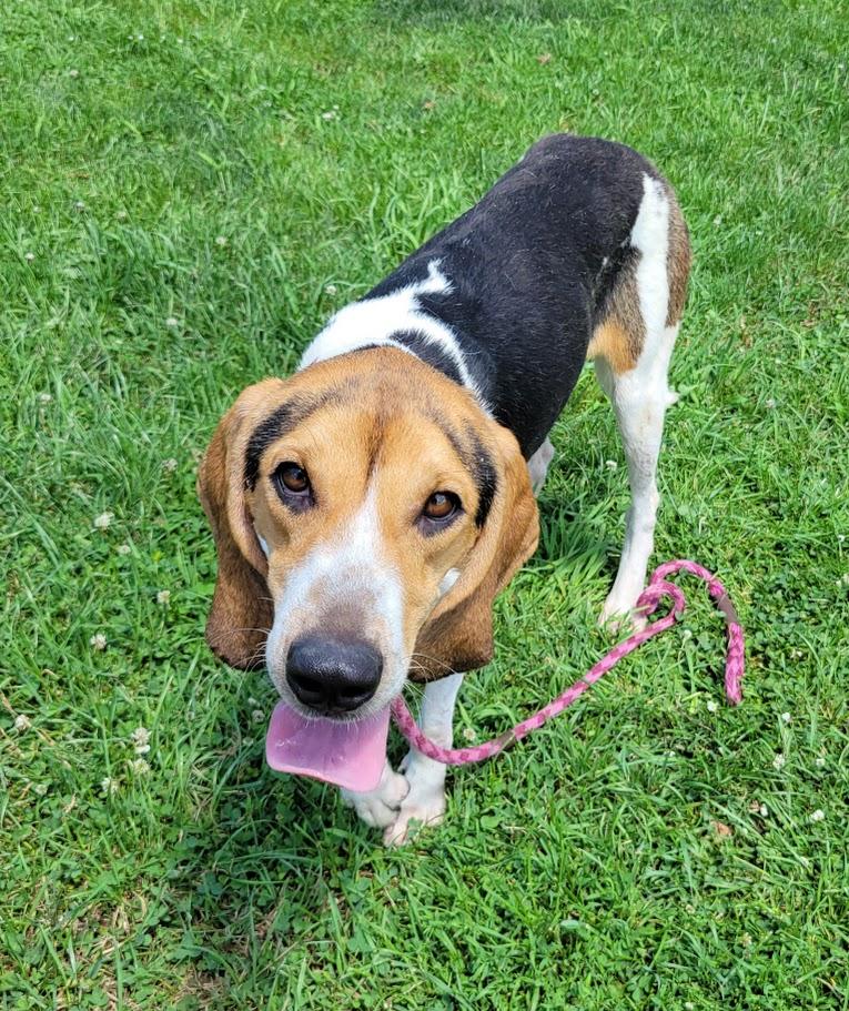 Autumn, a ADOPTABLE Treeing Walker Coonhound in Lisbon, OH image 2/3