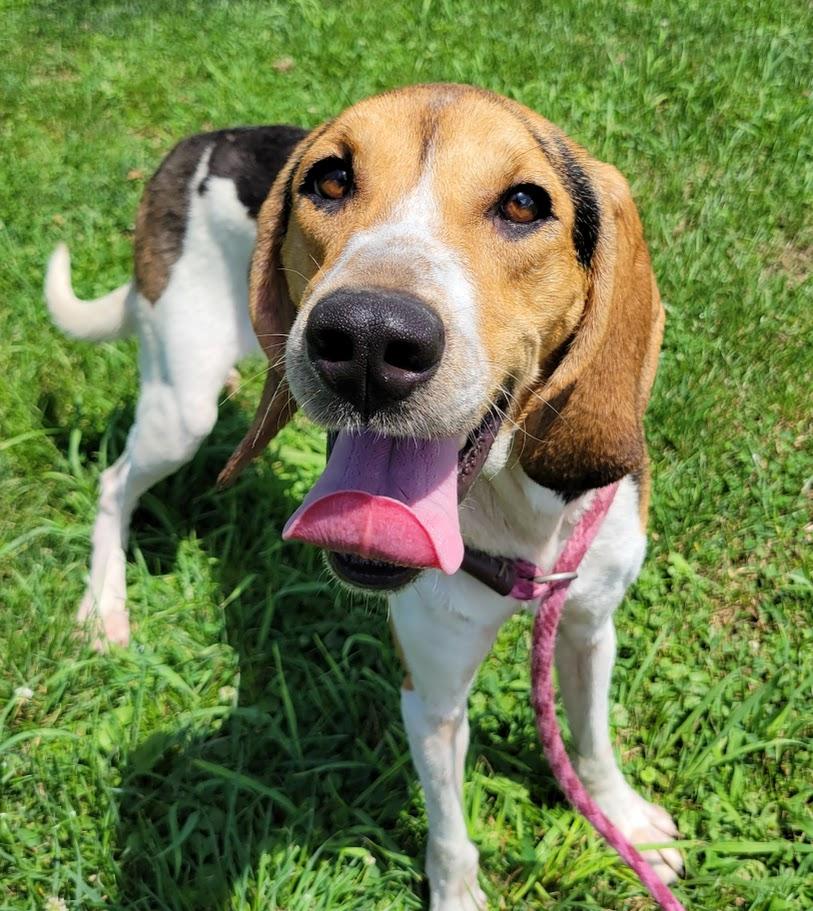 Autumn, ADOPTABLE, Adult Female Treeing Walker Coonhound.