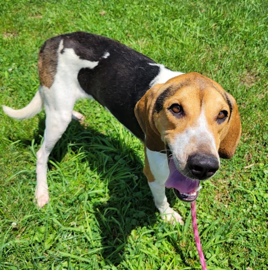 Autumn, a ADOPTABLE Treeing Walker Coonhound in Lisbon, OH image 3/3