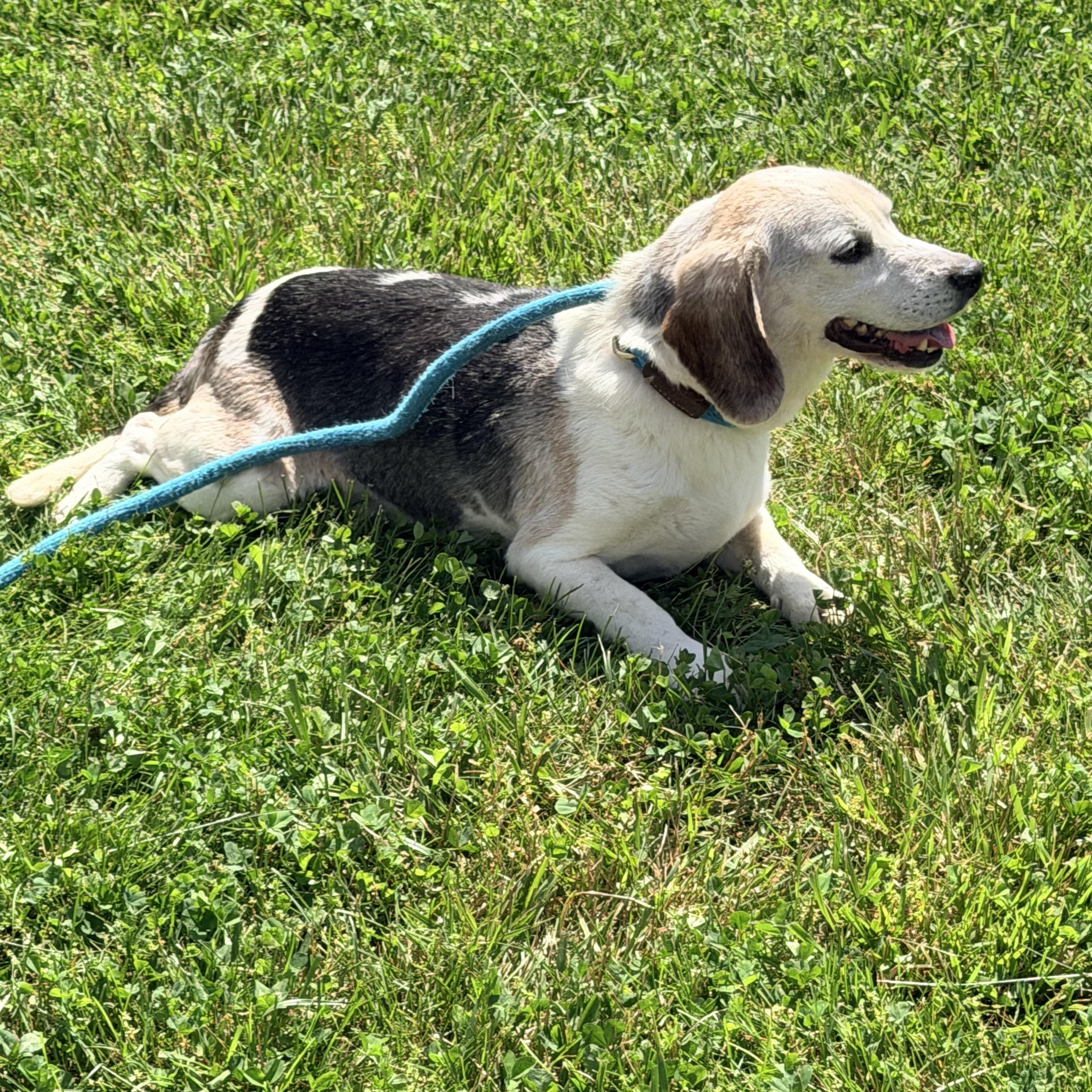 Enlarge Clyde, a ADOPTABLE Beagle in Logan, OH image 1/2