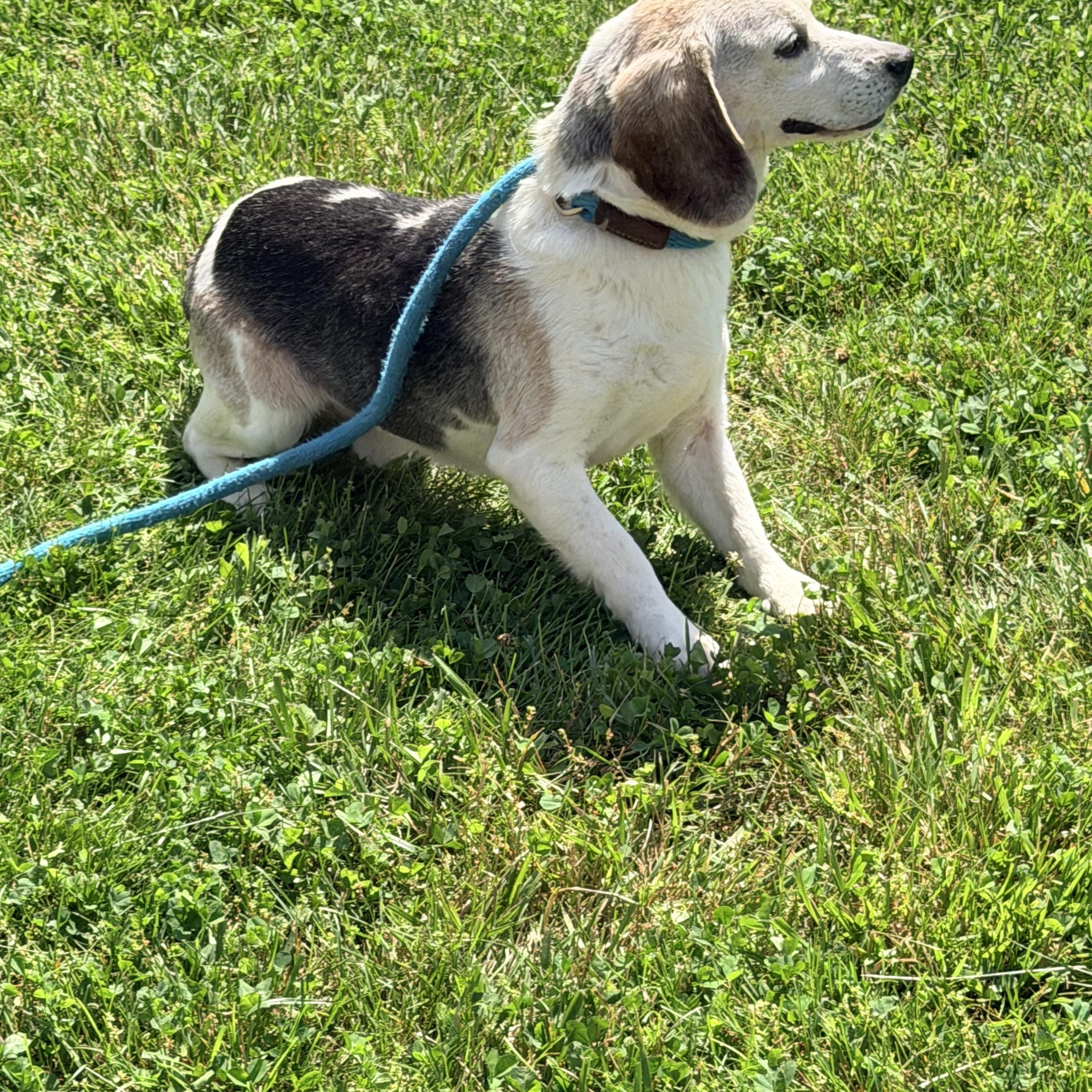 Enlarge Clyde, a ADOPTABLE Beagle in Logan, OH image 2/2