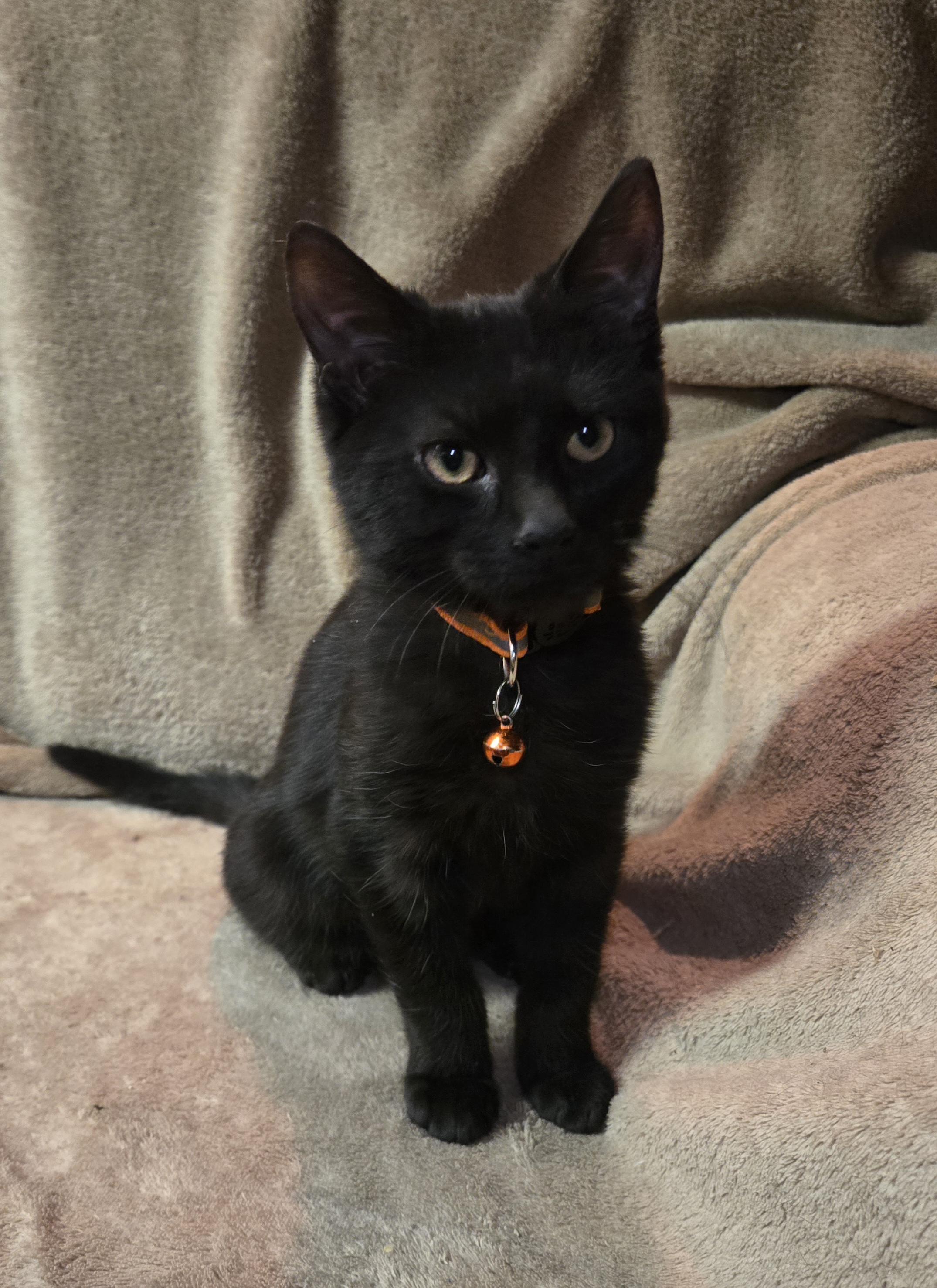 Enlarge Aligot, an adopted Domestic Short Hair in Stoughton, WI image 3/3